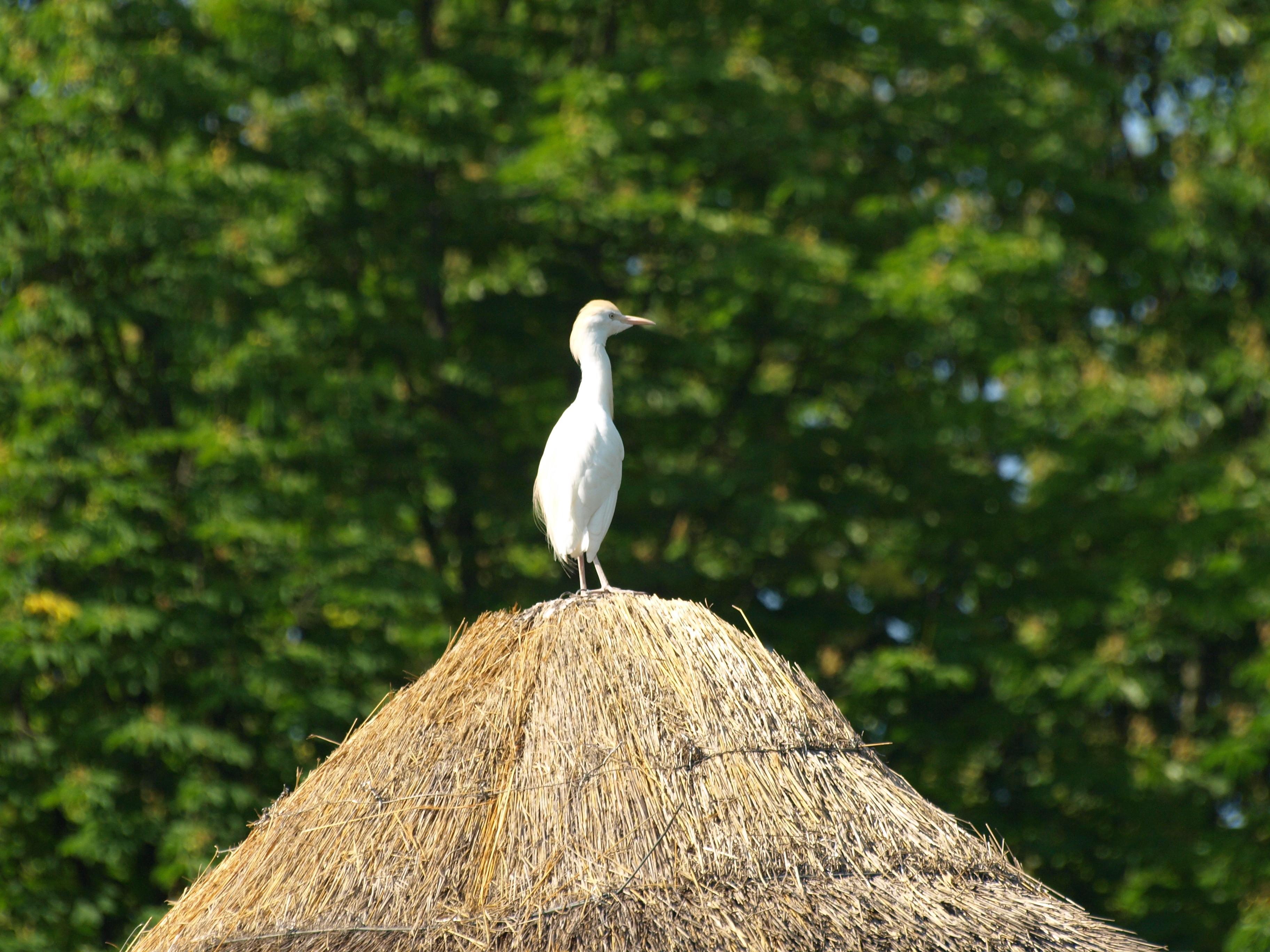 Kuhreiher auf dem Dach einer Hütte in der Themenwalt Sambesi im Zoo Hannover