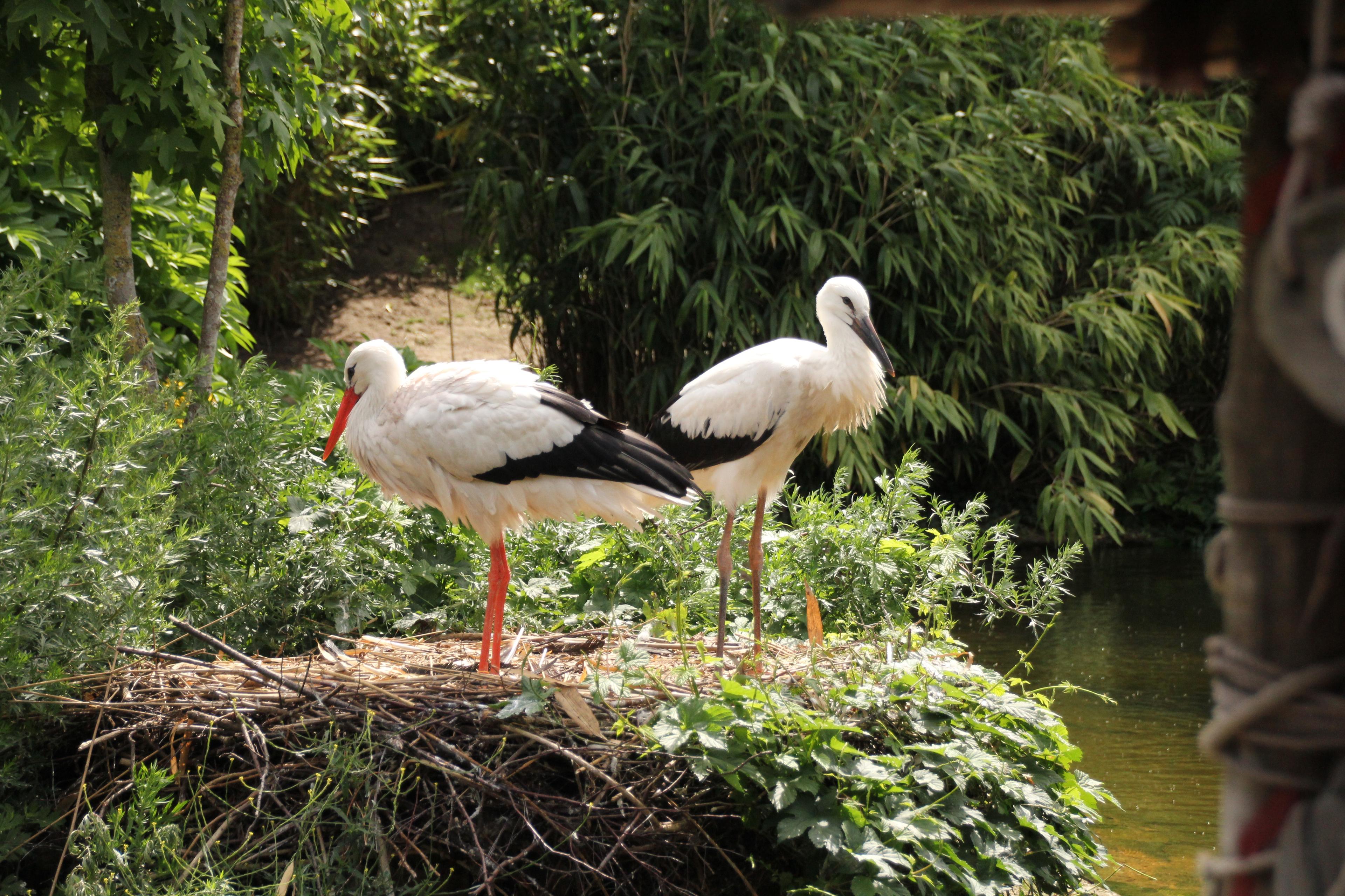 Zwei Störche am Ufer des Sambesis im Zoo Hannover