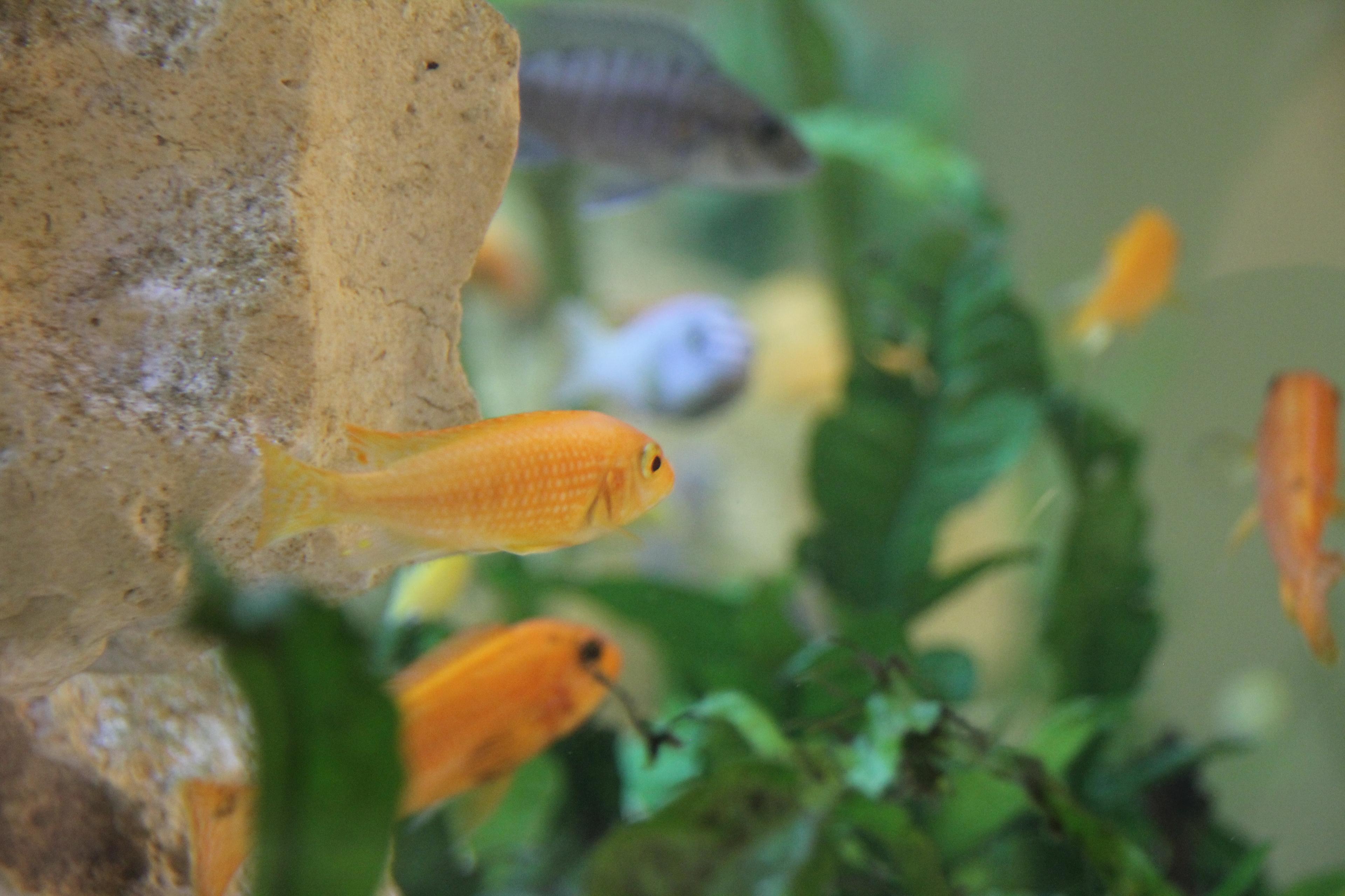 gelbe Fische im Aquarium