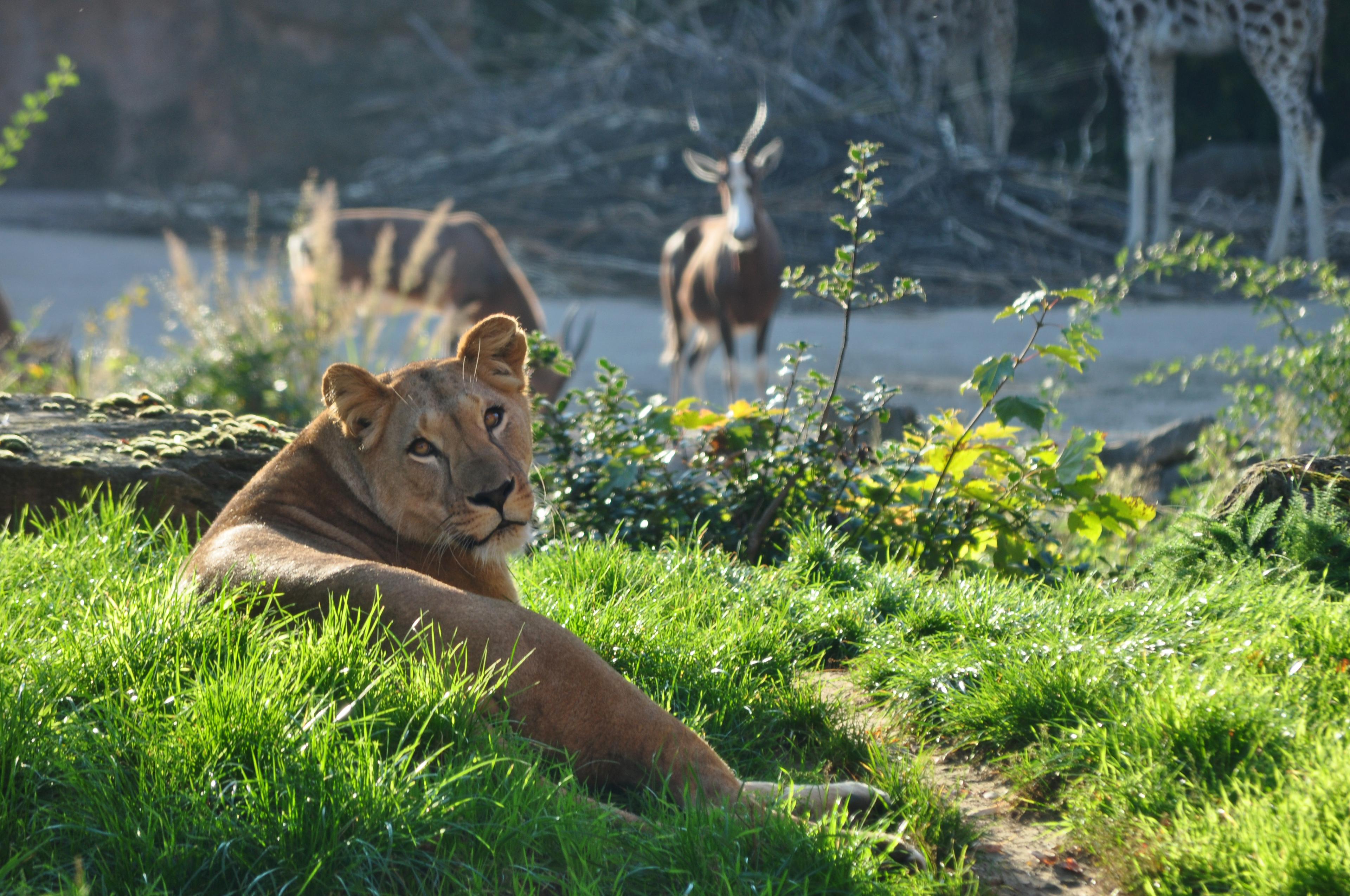 Löwin und Bock: Nachbarn am Sambesi