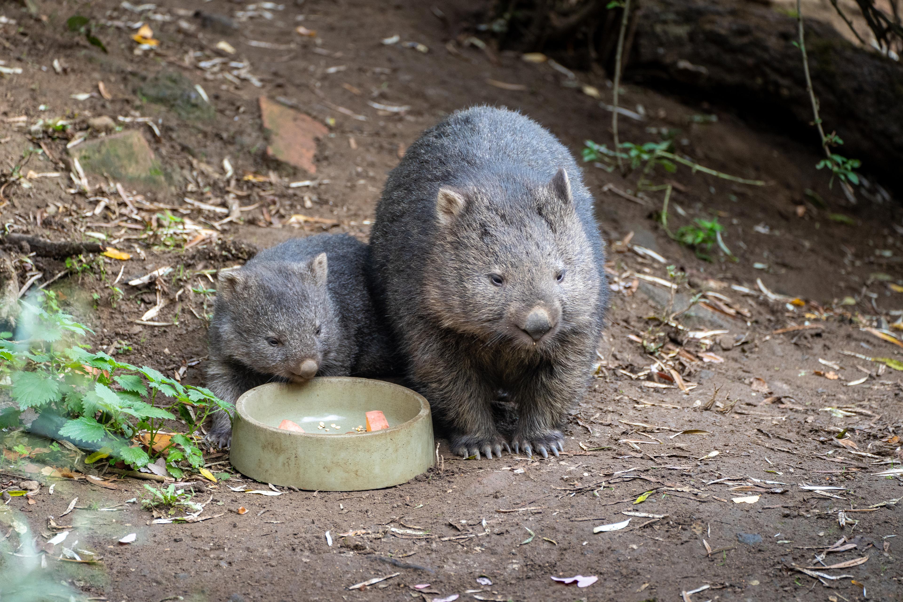 wombat jungtier am napf