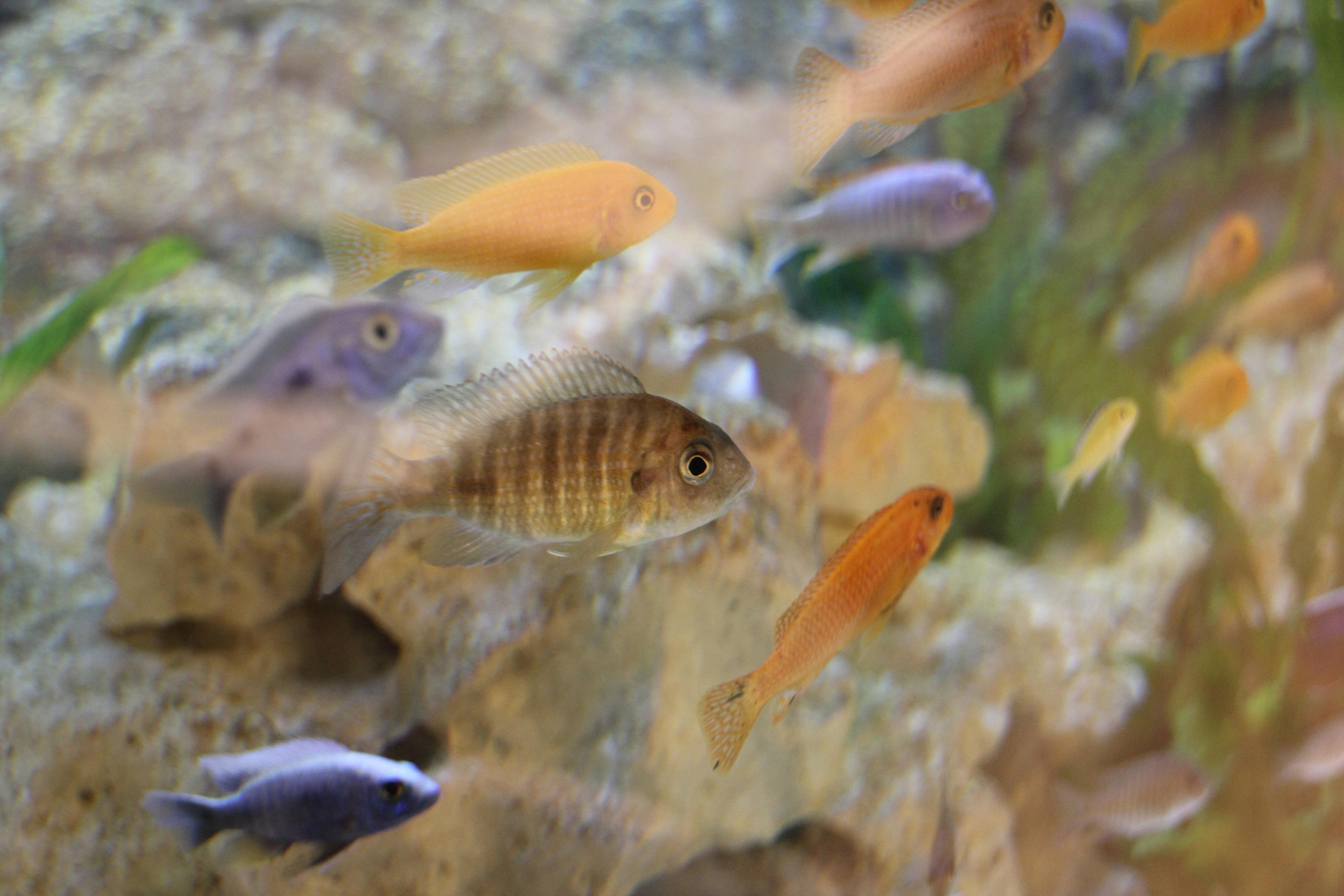 Schwarm von Fischen im Aquarium des Forscherzimmers