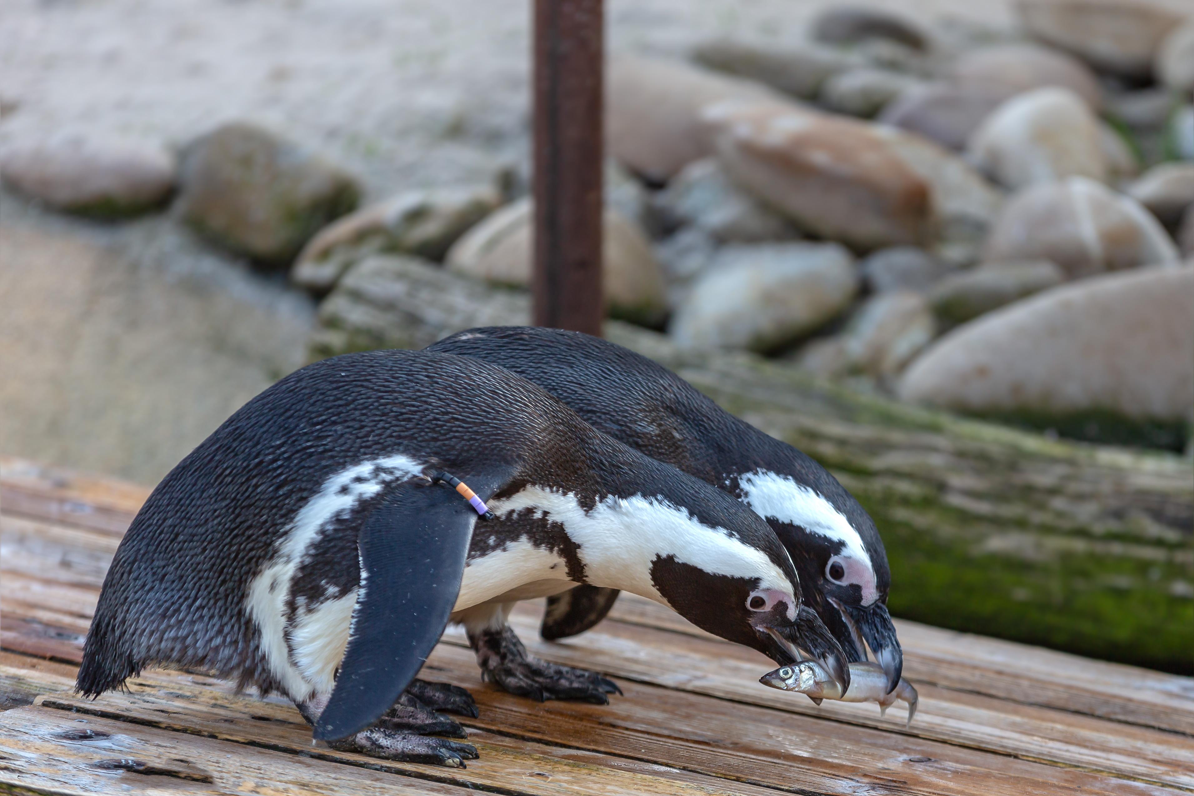 Pinguine: Fisch-Buffet als Spende