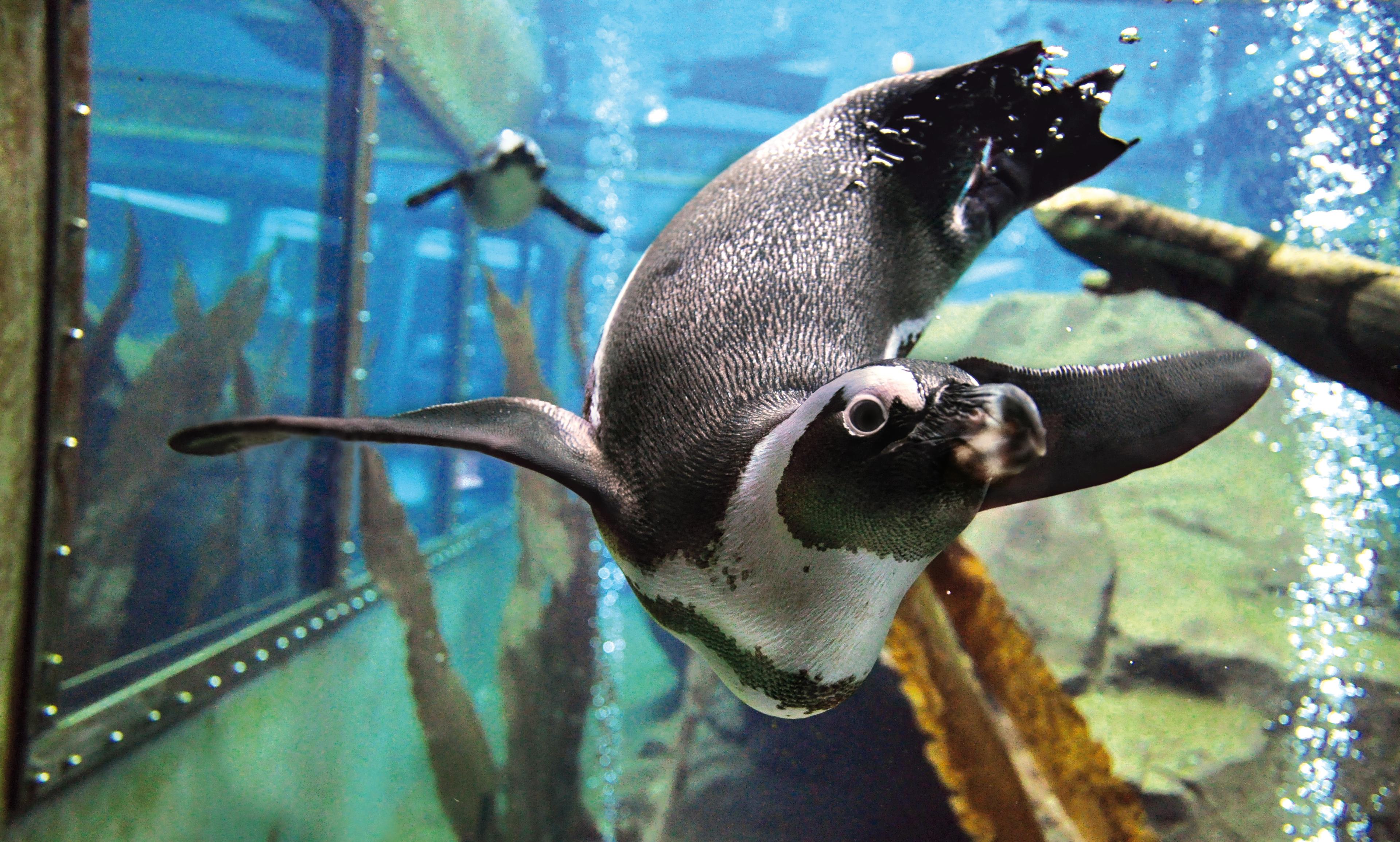 Pinguin in seinem Element: Blick durch Panoramascheibe in Captain Henry's Unterwasserwelt in Yukon Bay