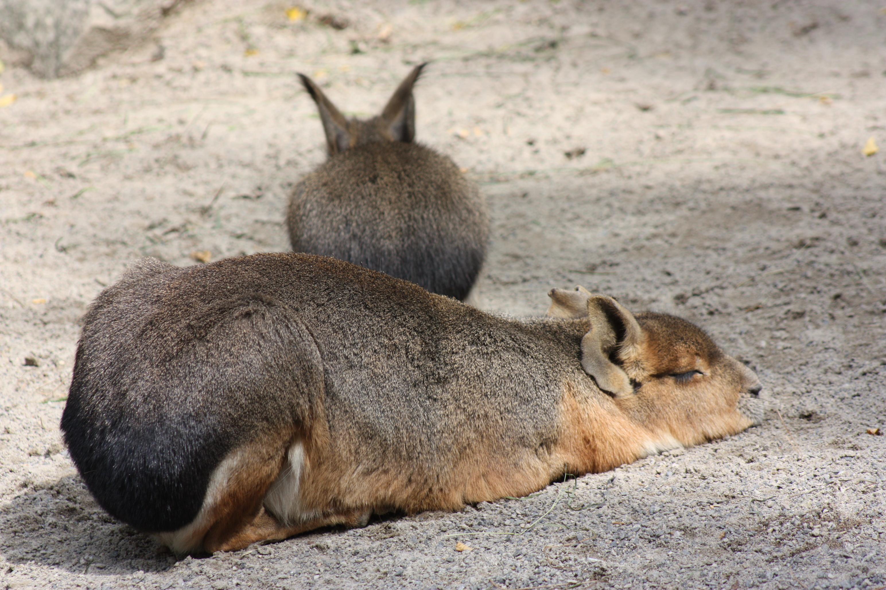 Mara auch Pampashase genannt schläft im Zoo Hannover