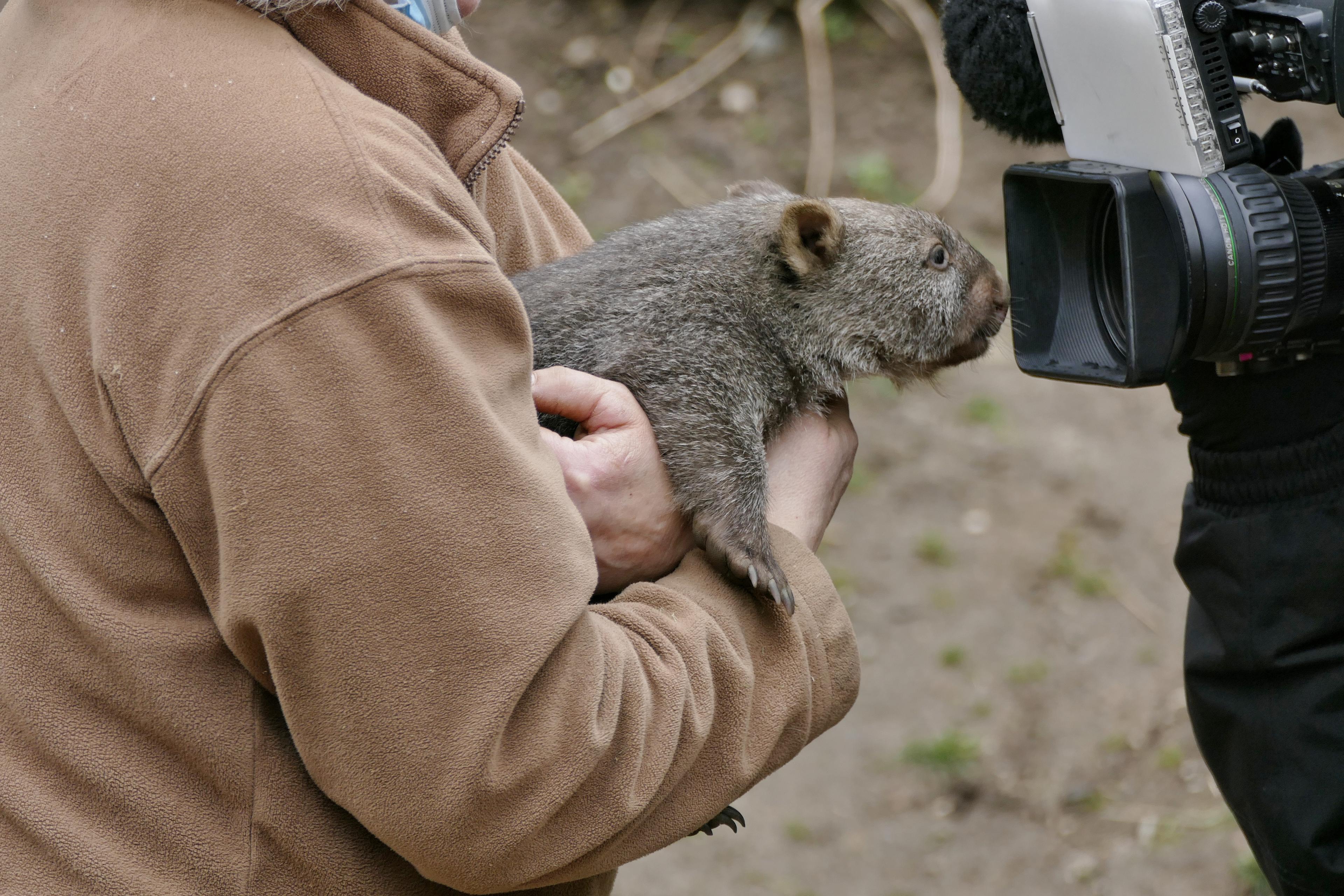 Wombat blickt in Kamera