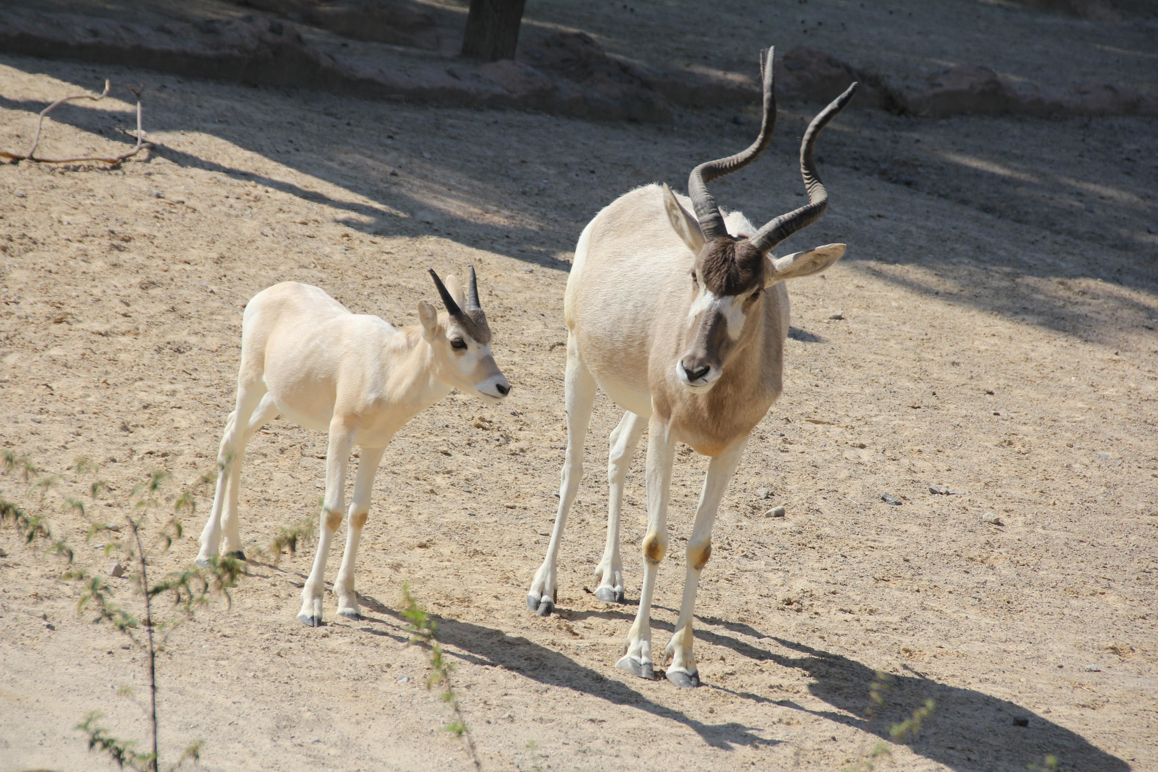 Addax-Antilope mit Jungtier in der Themenwelt Sambesi im Zoo Hannover.