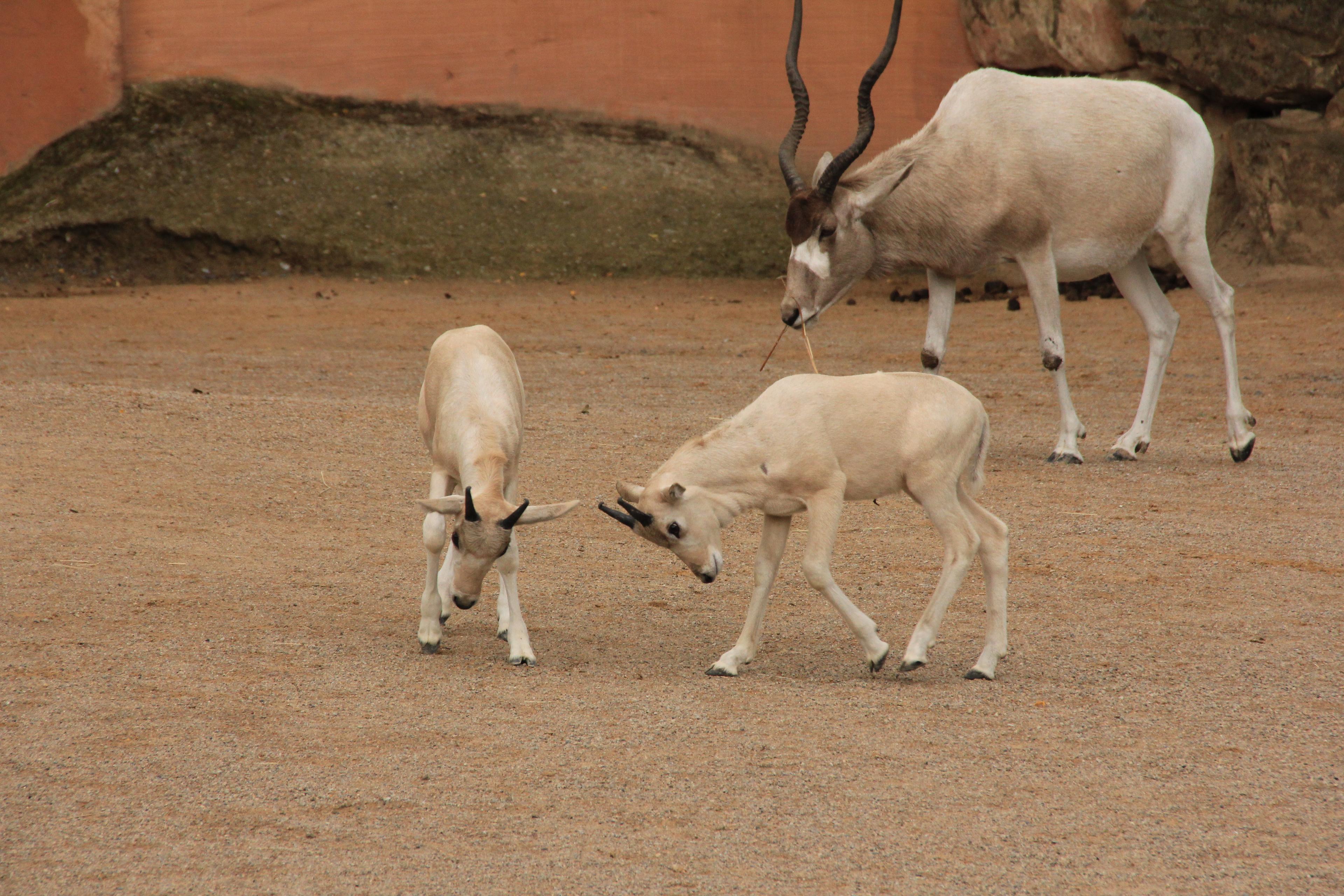 Addax-Antilope mit Jungtieren
