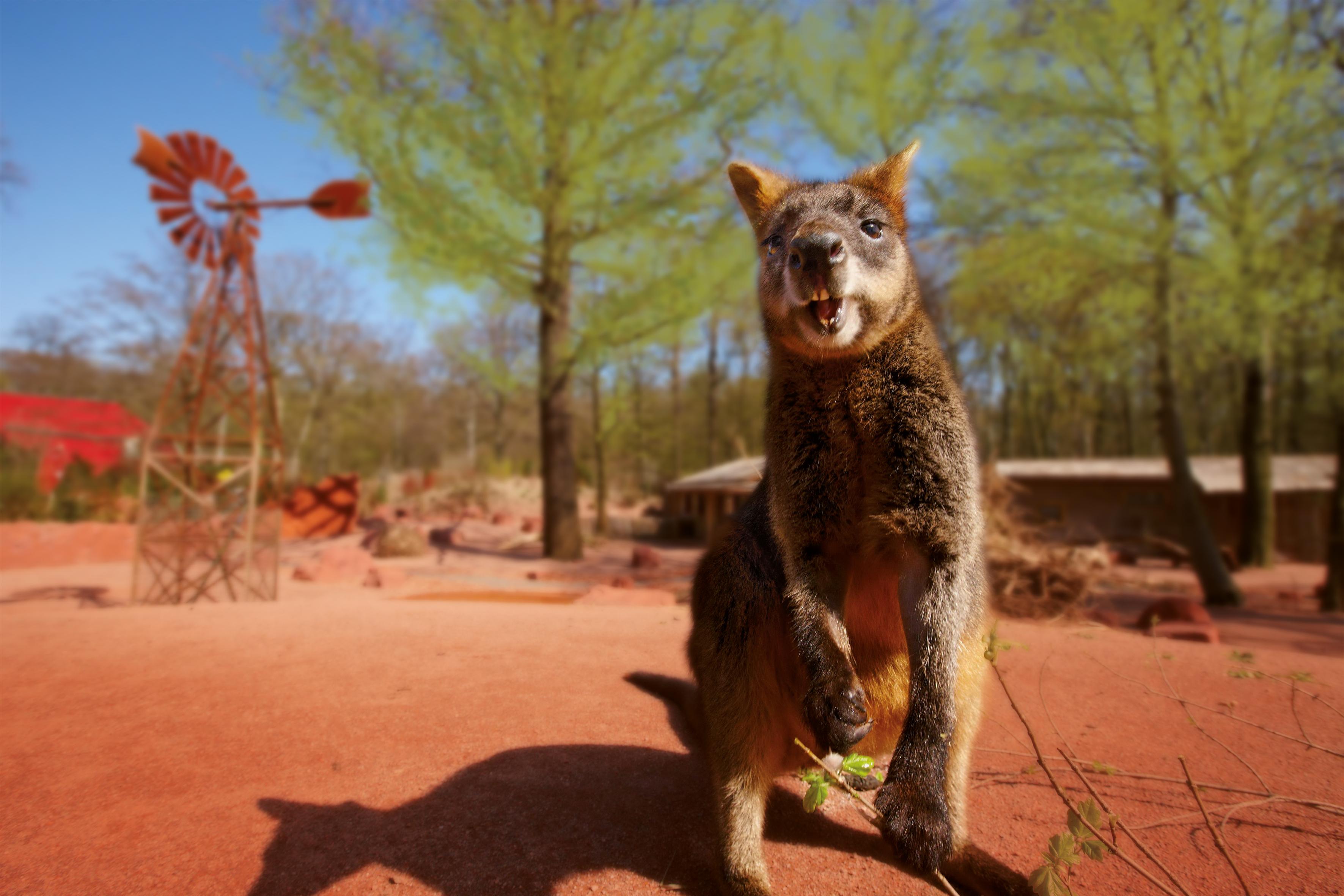 Australische Themenwelt Outback mit Kängurus und Wombats