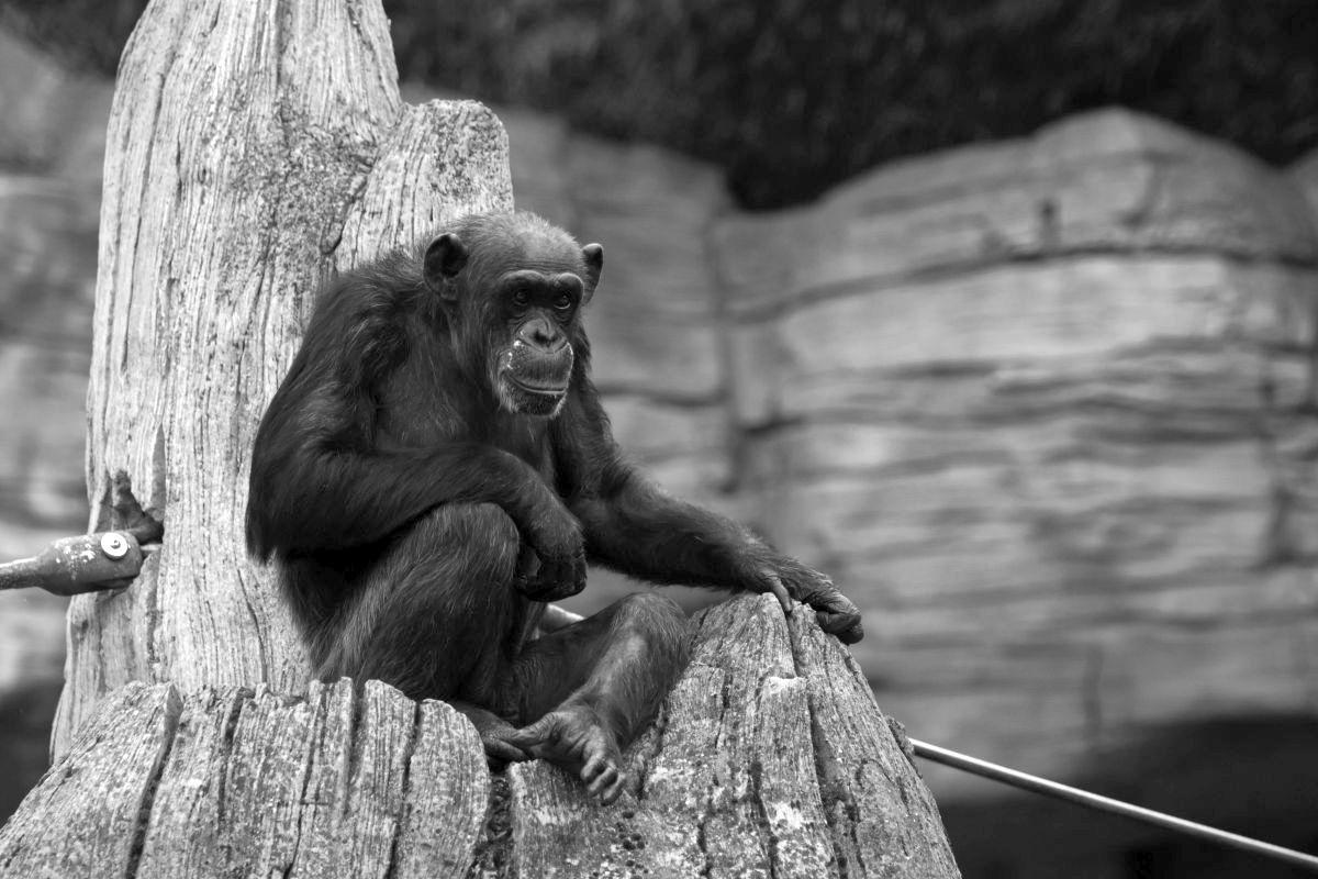 Gorilla-Weibchen Schika