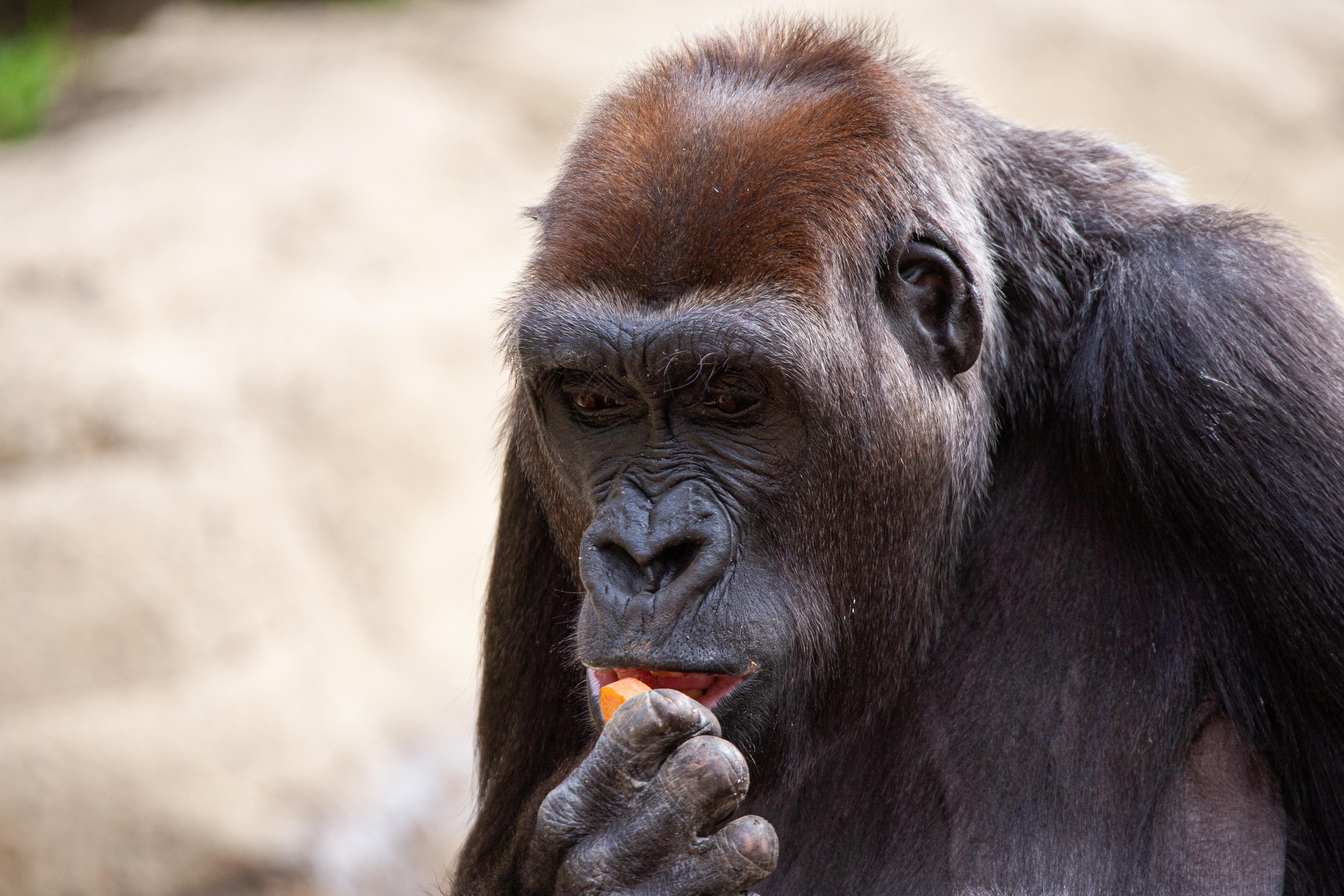 Gorilla isst eine Frucht