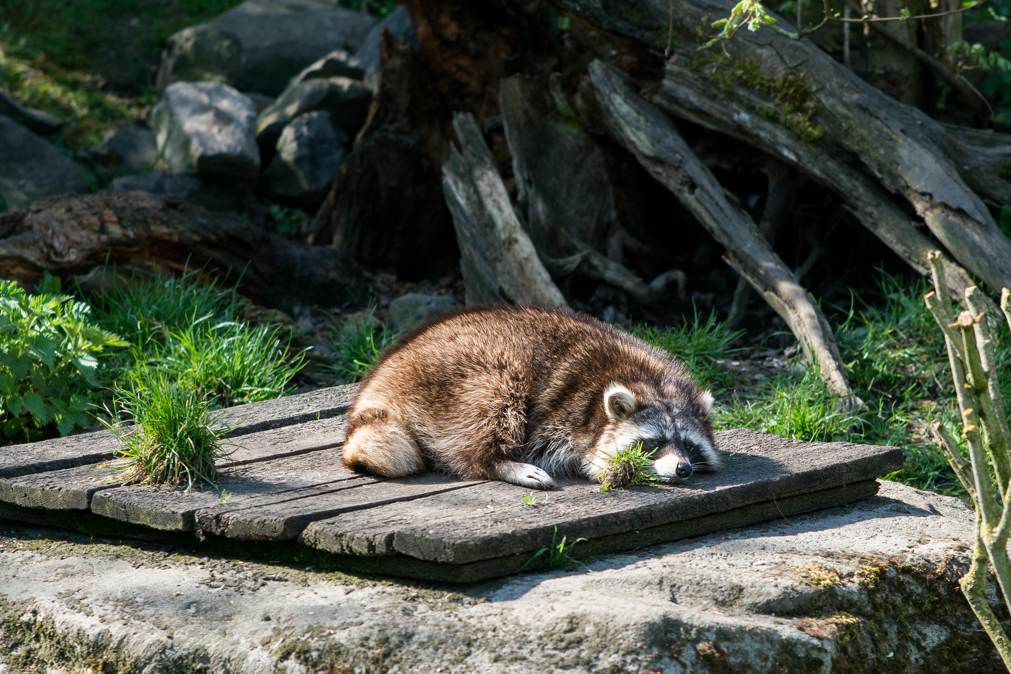 Waschbär schlafend in der Sonne im Zoo Hannover