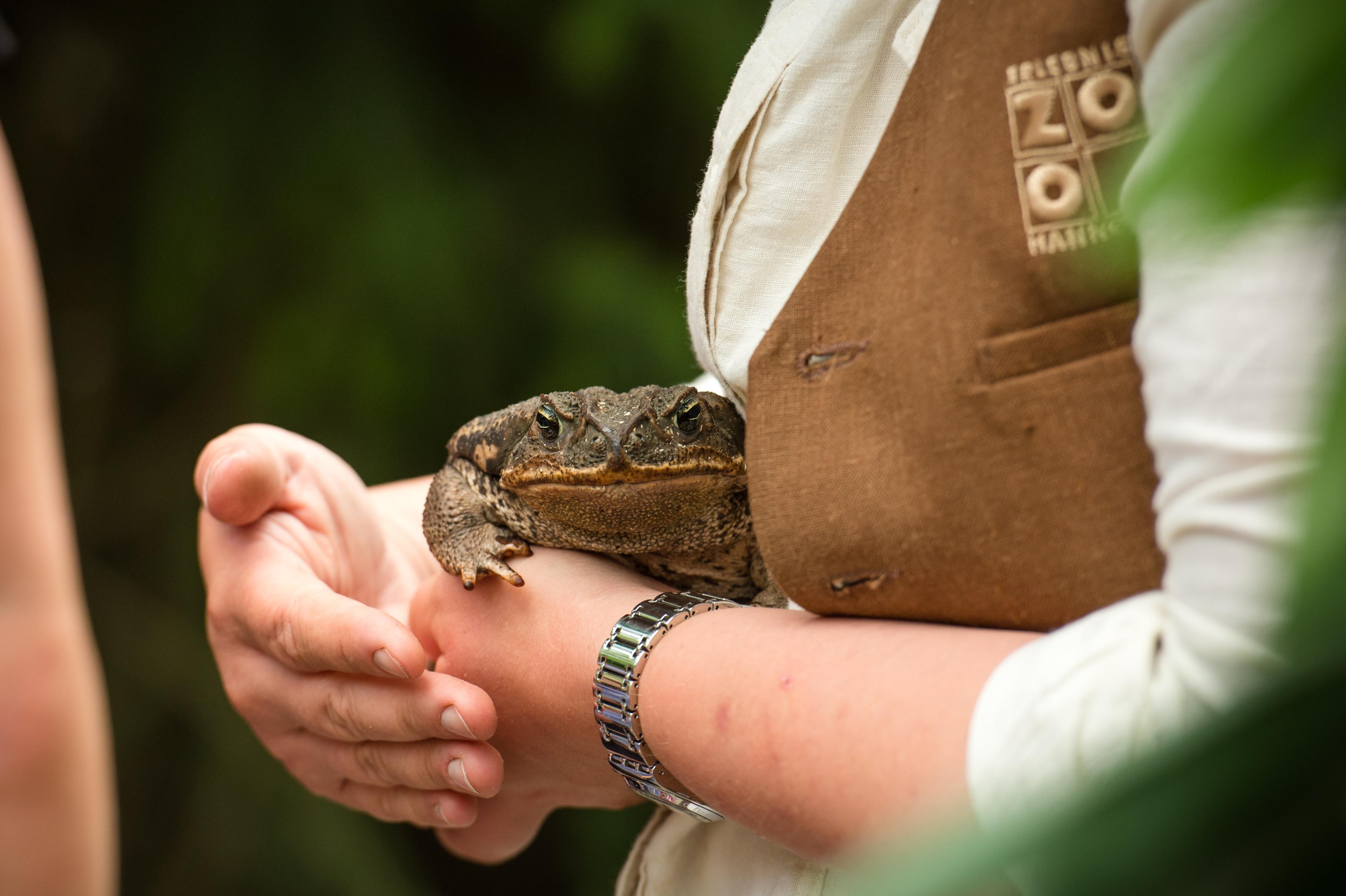 Agakröte in den Händen eines oder einer Tierpflegenden