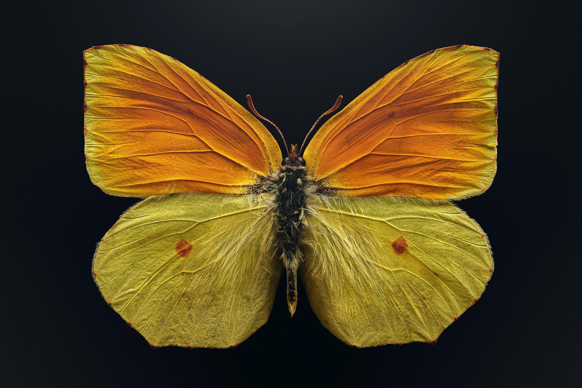 Der vom Aussterben bedrohte Schmetterling (Gonepteryx maderensis), gemeinhin als Madeira-Zitronenfalter bezeichnet, lebt in den Bergen der Madeira-Inseln. Als Raupen ernähren sie sich von einer einzigen Baumart, die ihrerseits durch eine invasive Pflanzenart bedroht ist. © Levon Biss