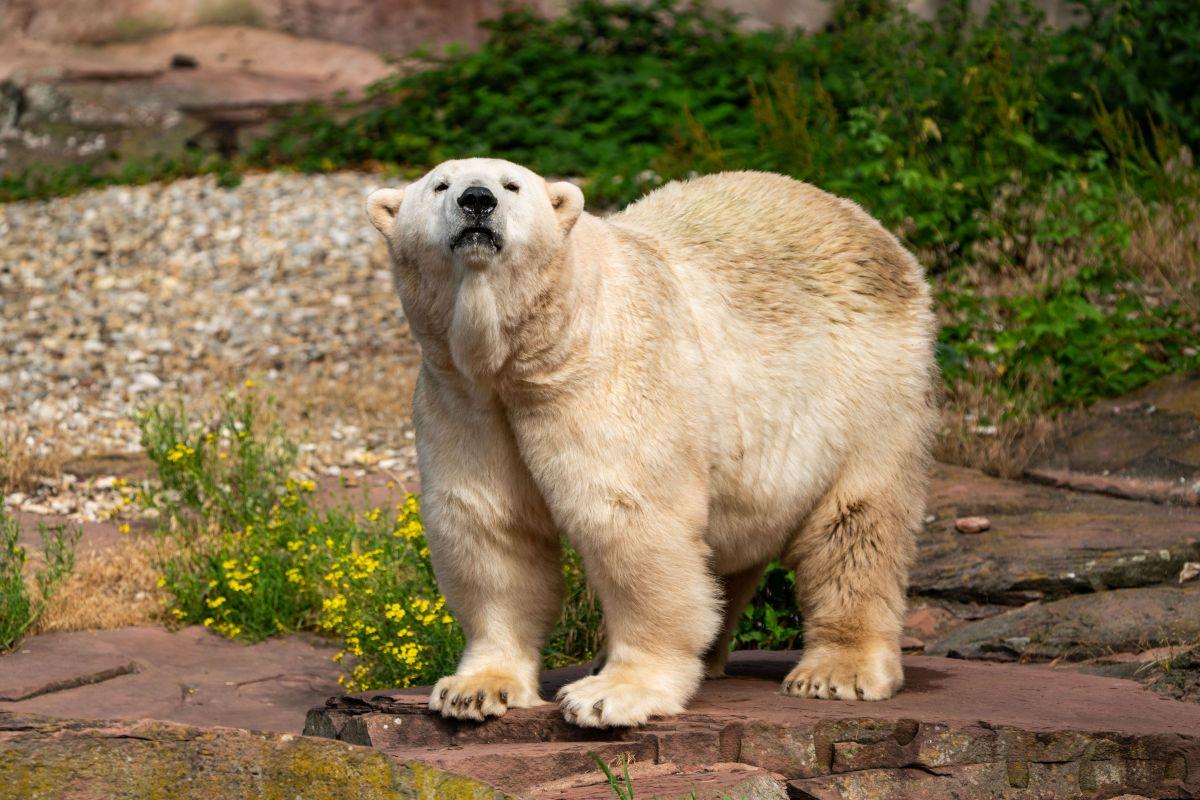 Eisbärin Vera lebt sich in Yukon Bay noch hinter den Kulissen ein; Foto: Tiergarten Nürnberg/Tom Burger