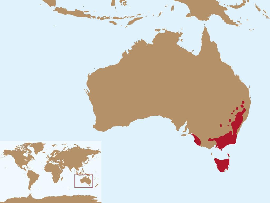 Verbreitung Wombat