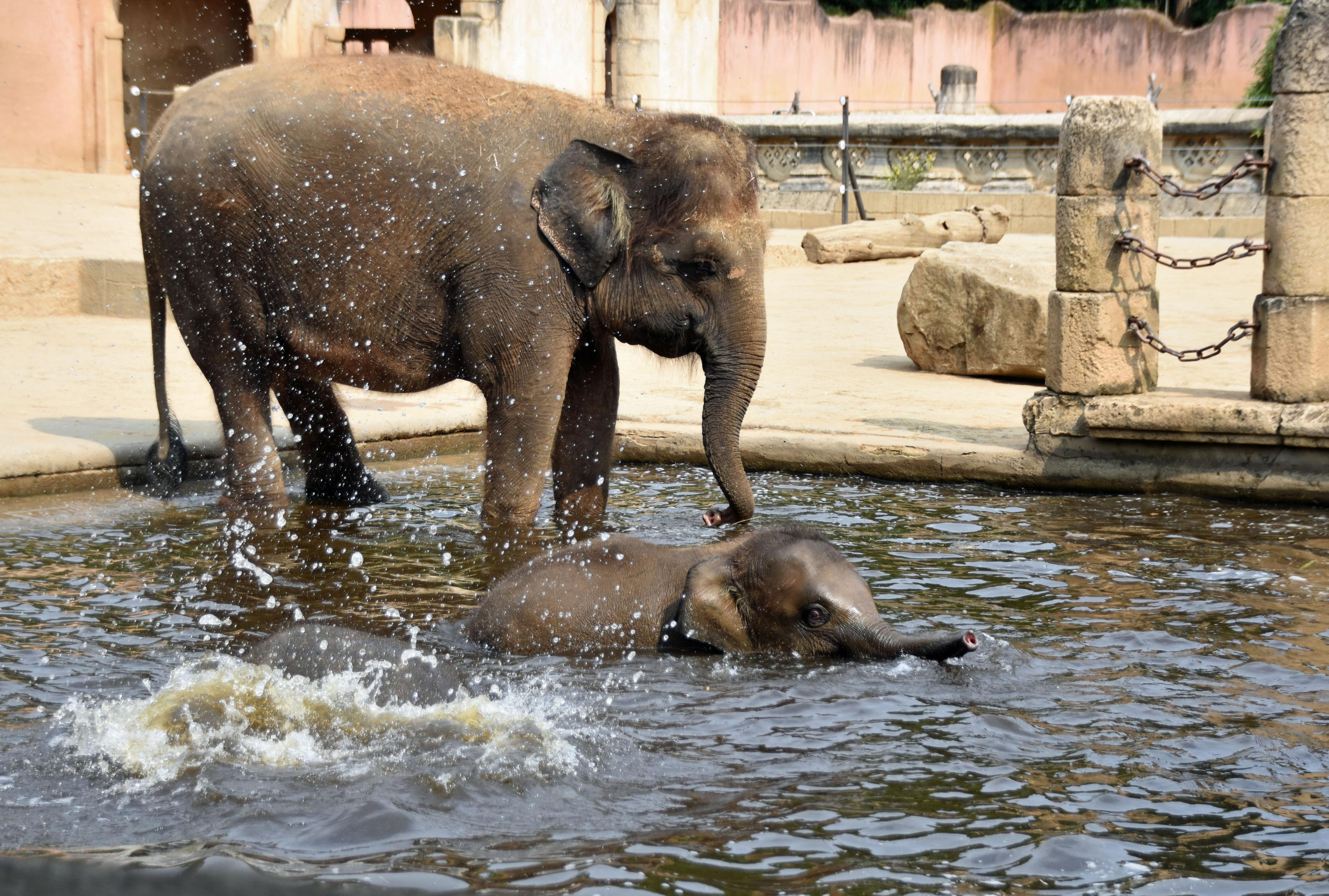 Elefanten baden in ihrem Elefantenbecken