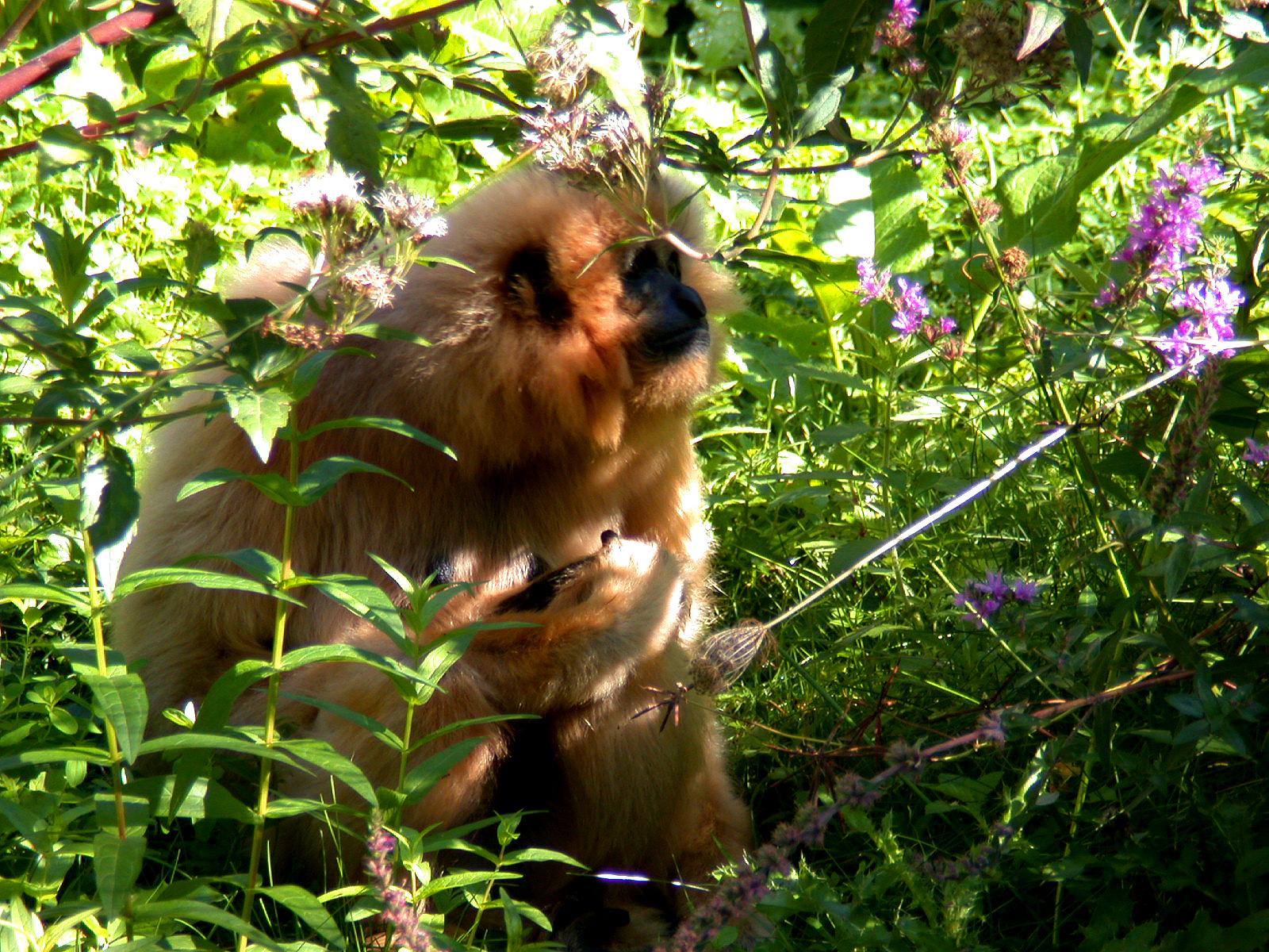 Gibbon im Dickicht