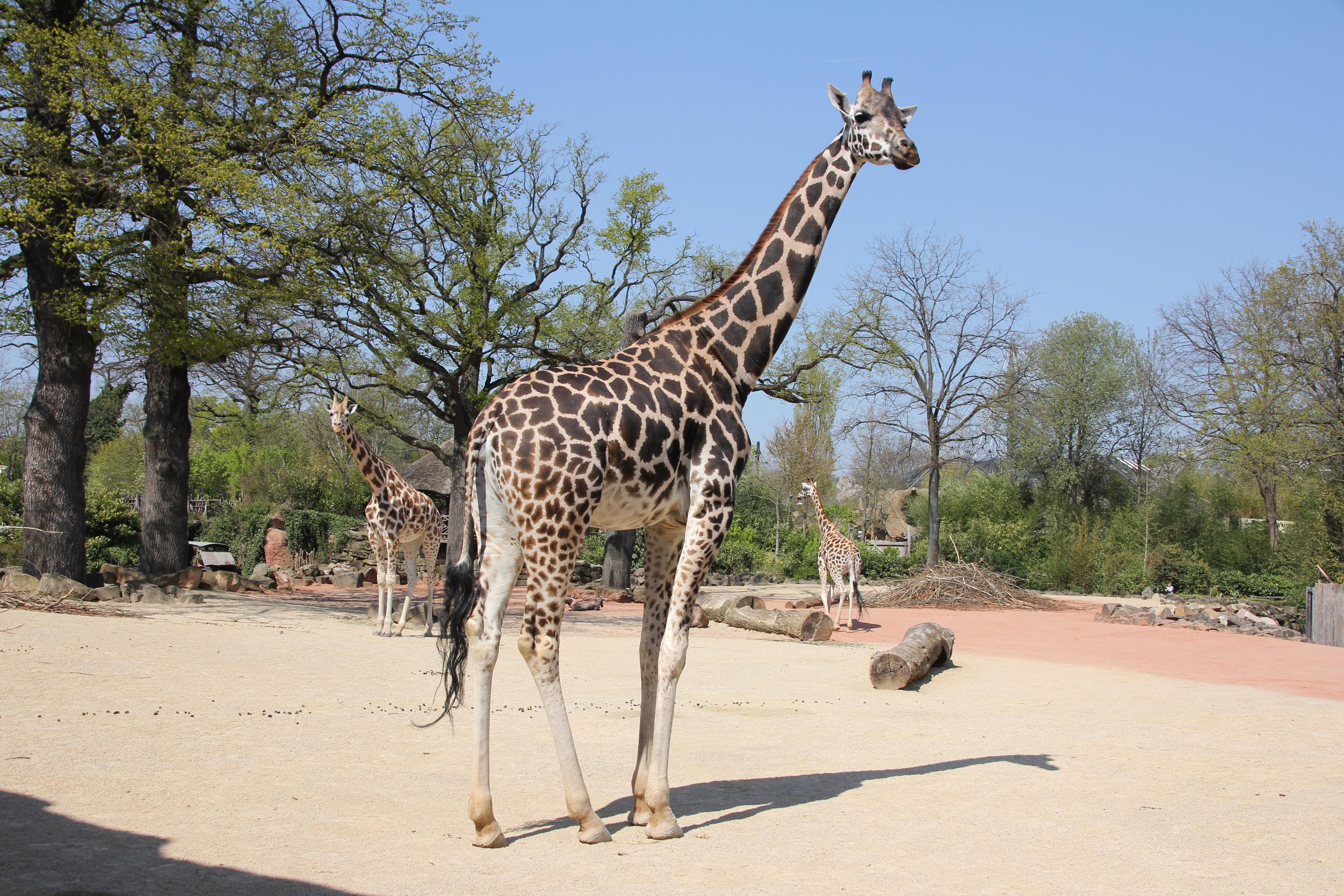 Giraffe im stehen im Zoo Hannover