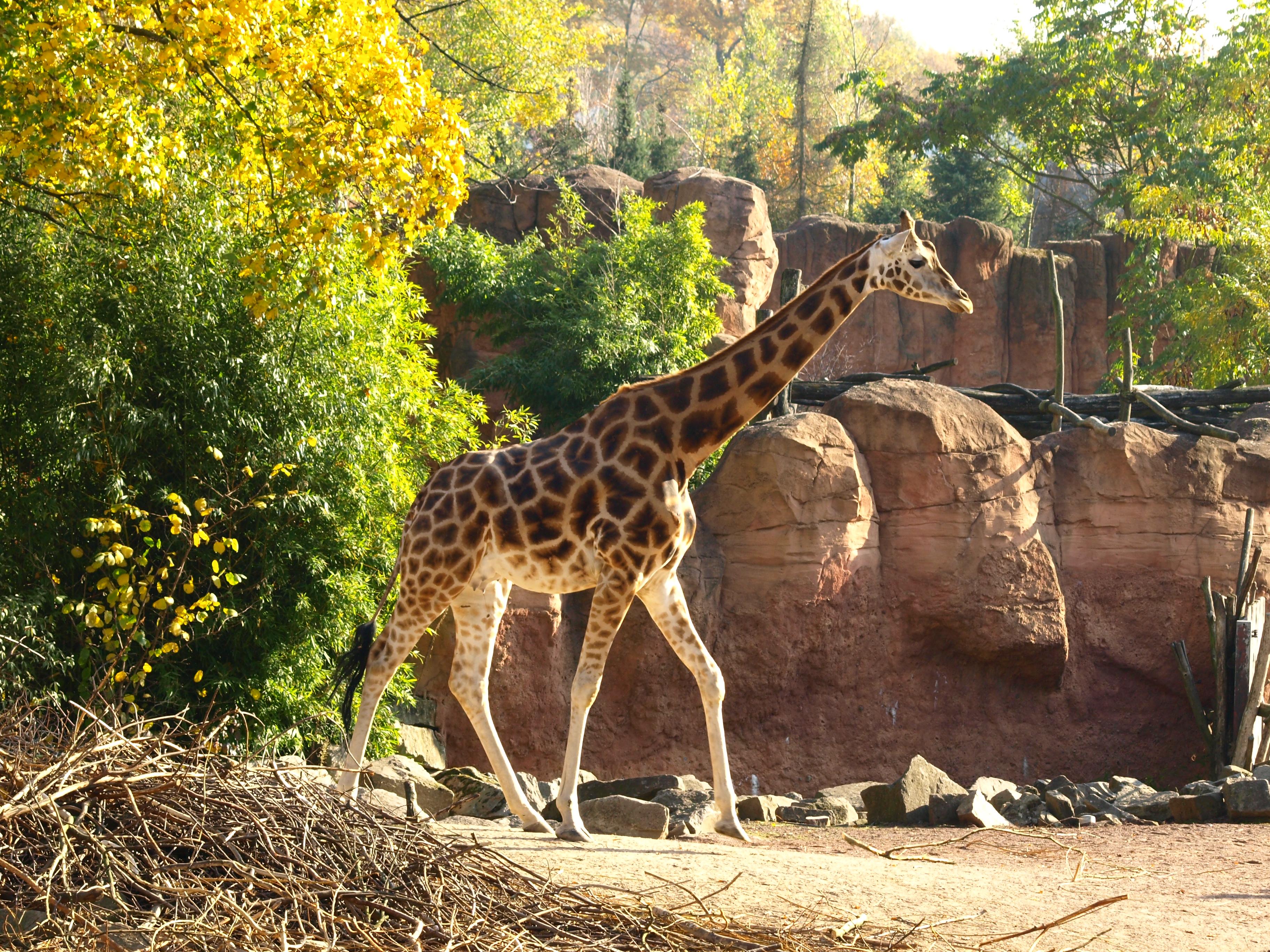 Giraffe in Themenwelt Sambesi