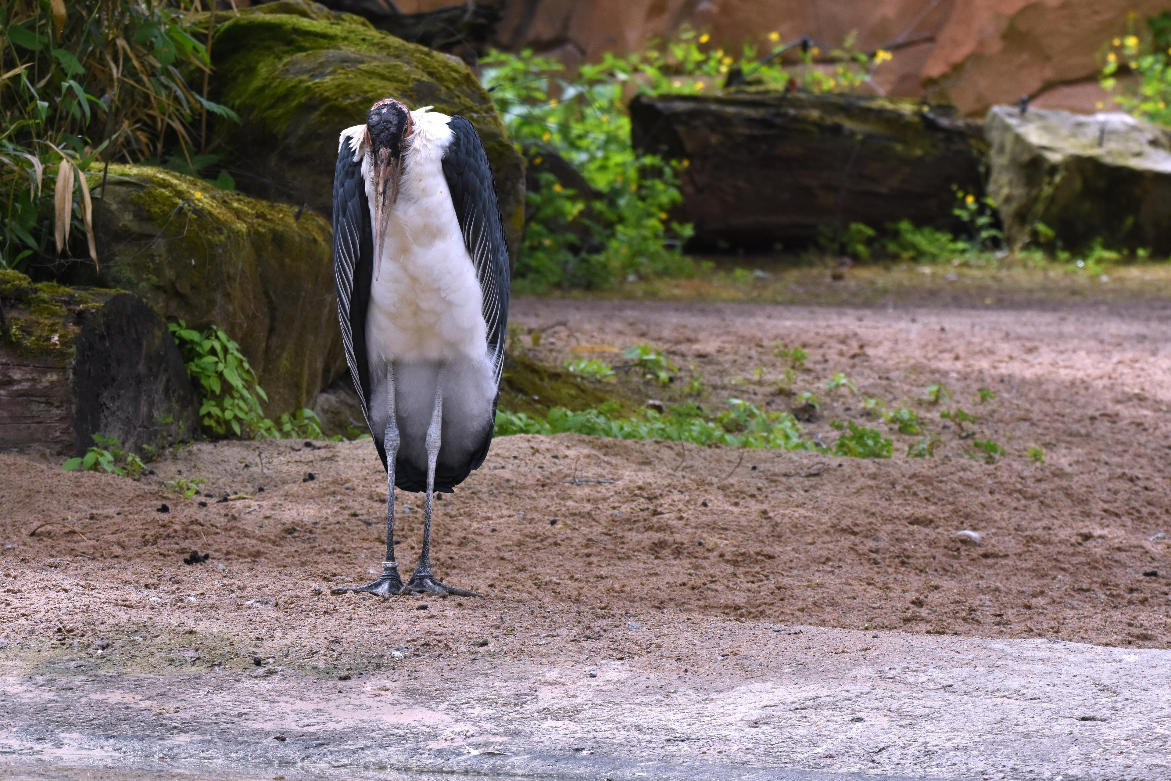 Marabu läuft mit leicht gesenktem Kopf auf der Anlage am Sambesi im Zoo Hannover