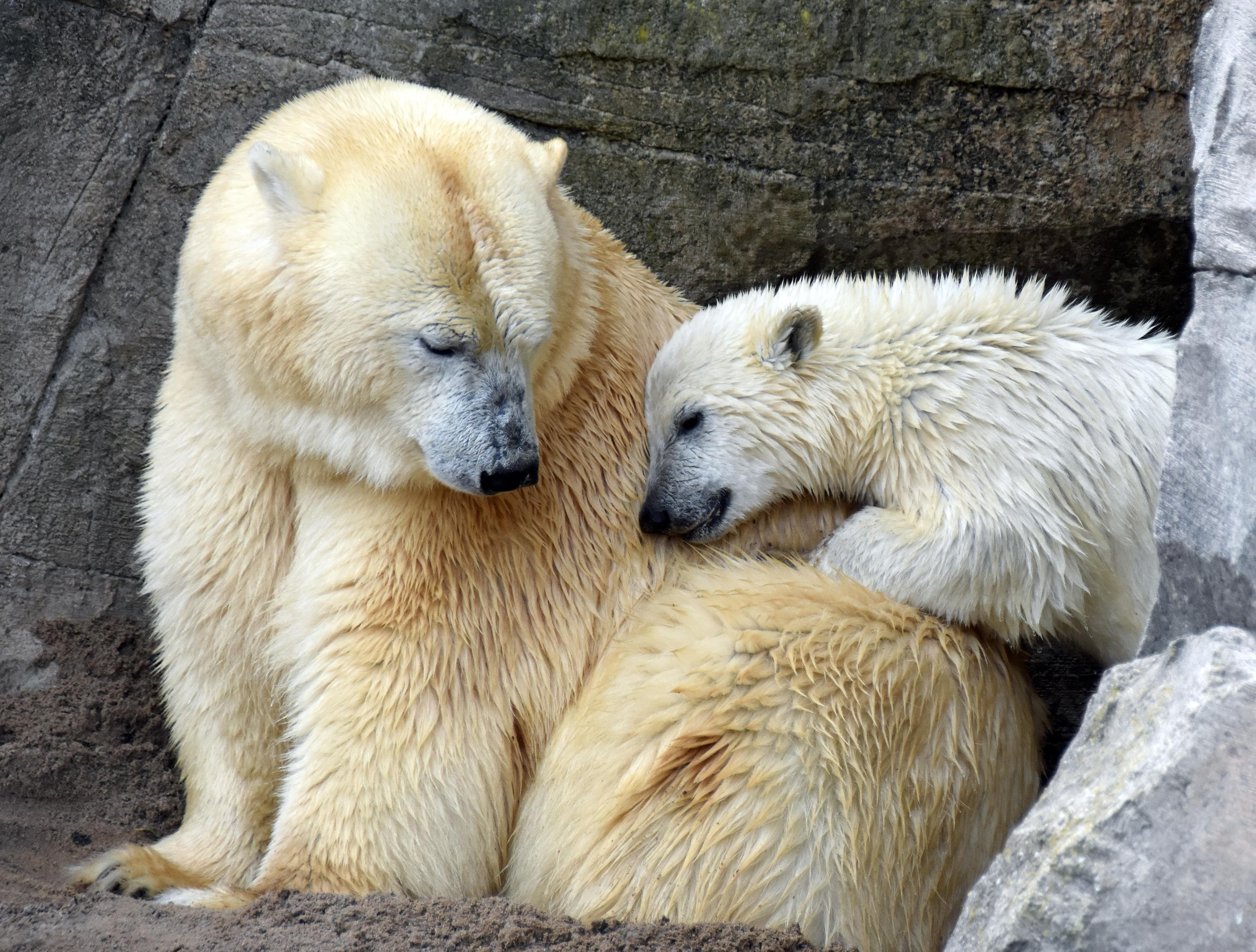 Nana ist der erste Eisbären-Nachwuchs im Erlebnis-Zoo