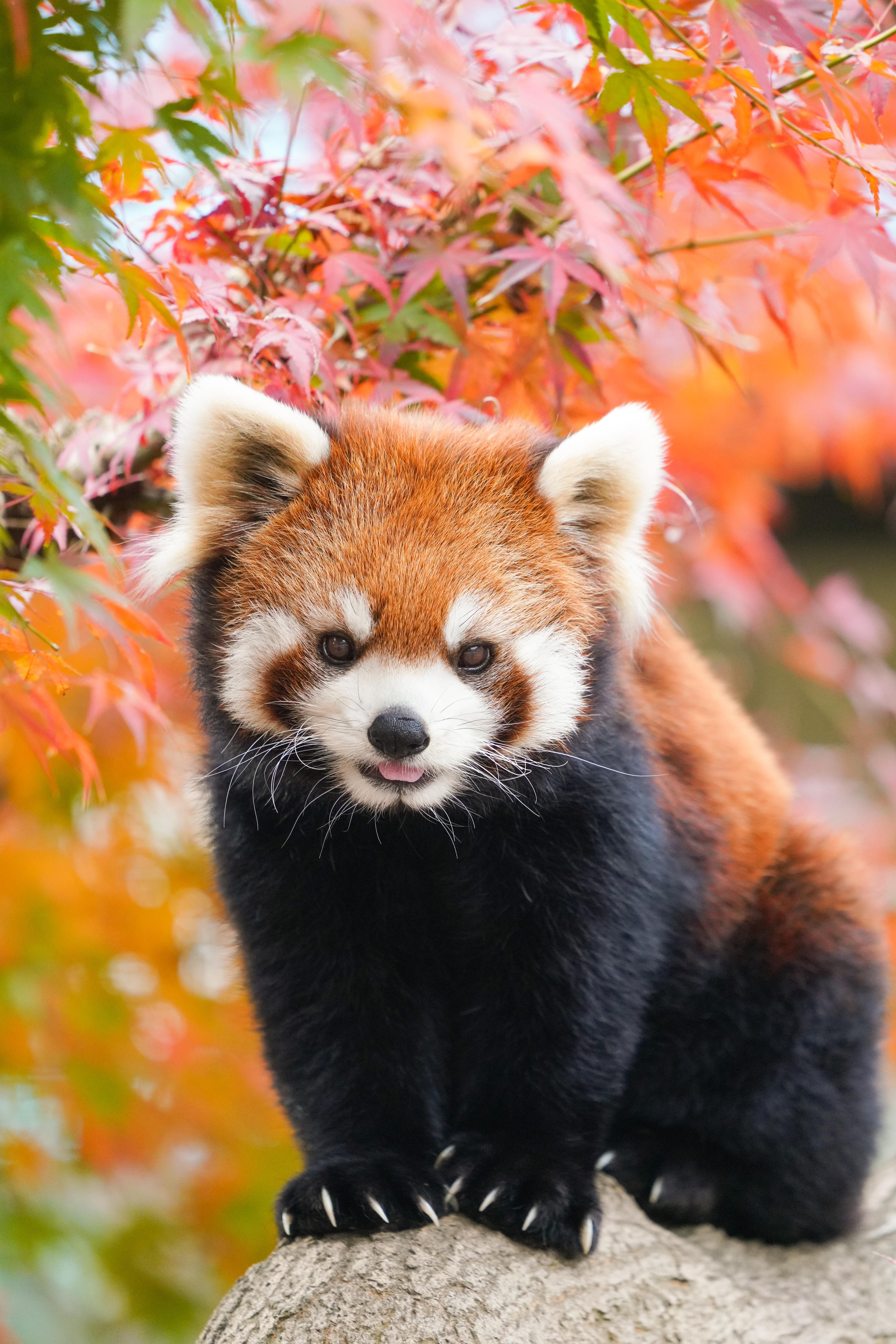 Roter Panda (kleiner Panda) im Himalaya-Bereich