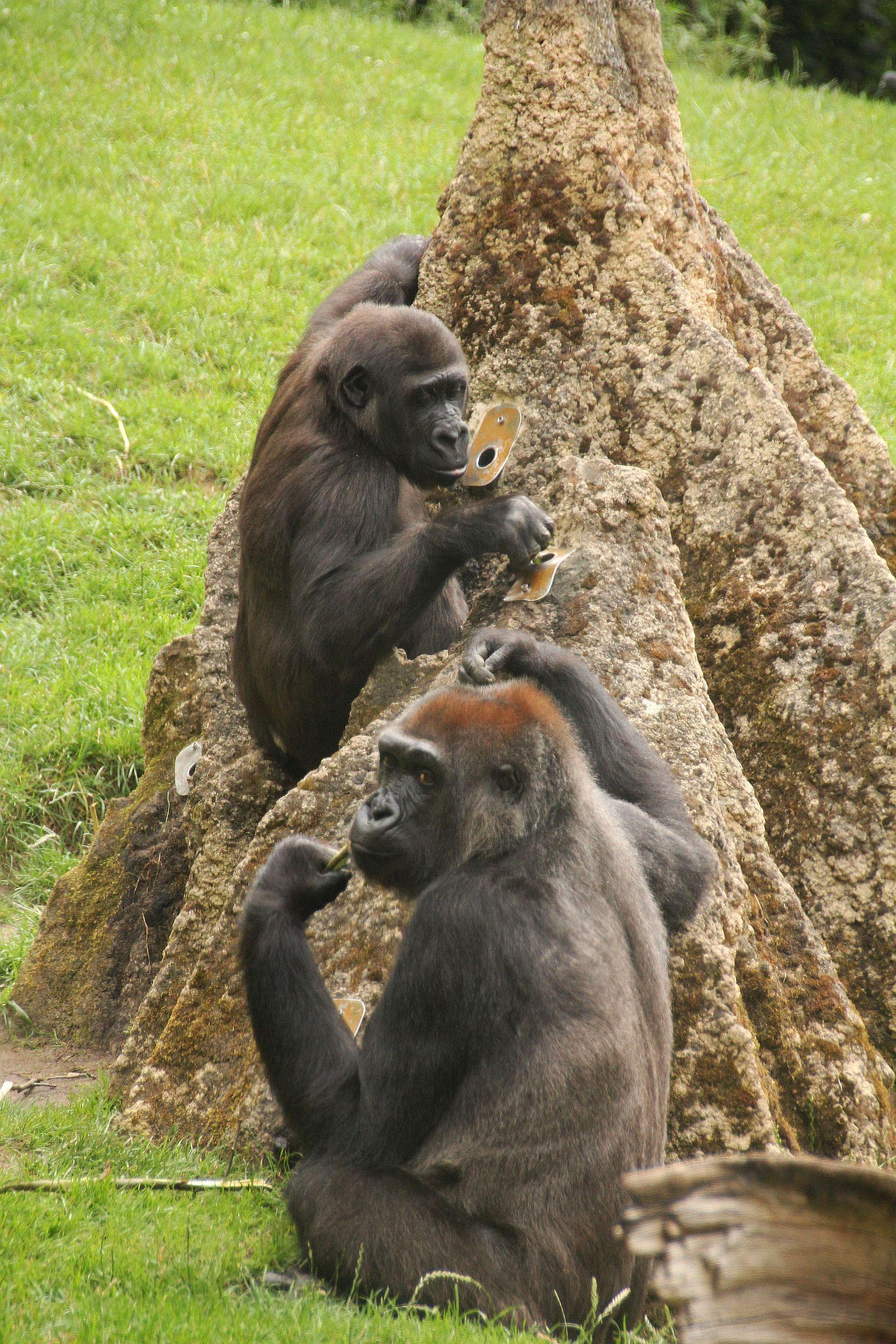 Die Gorillas haben ordentlich zu tun, an den leckeren Tee im Termitenhügel zu gelangen
