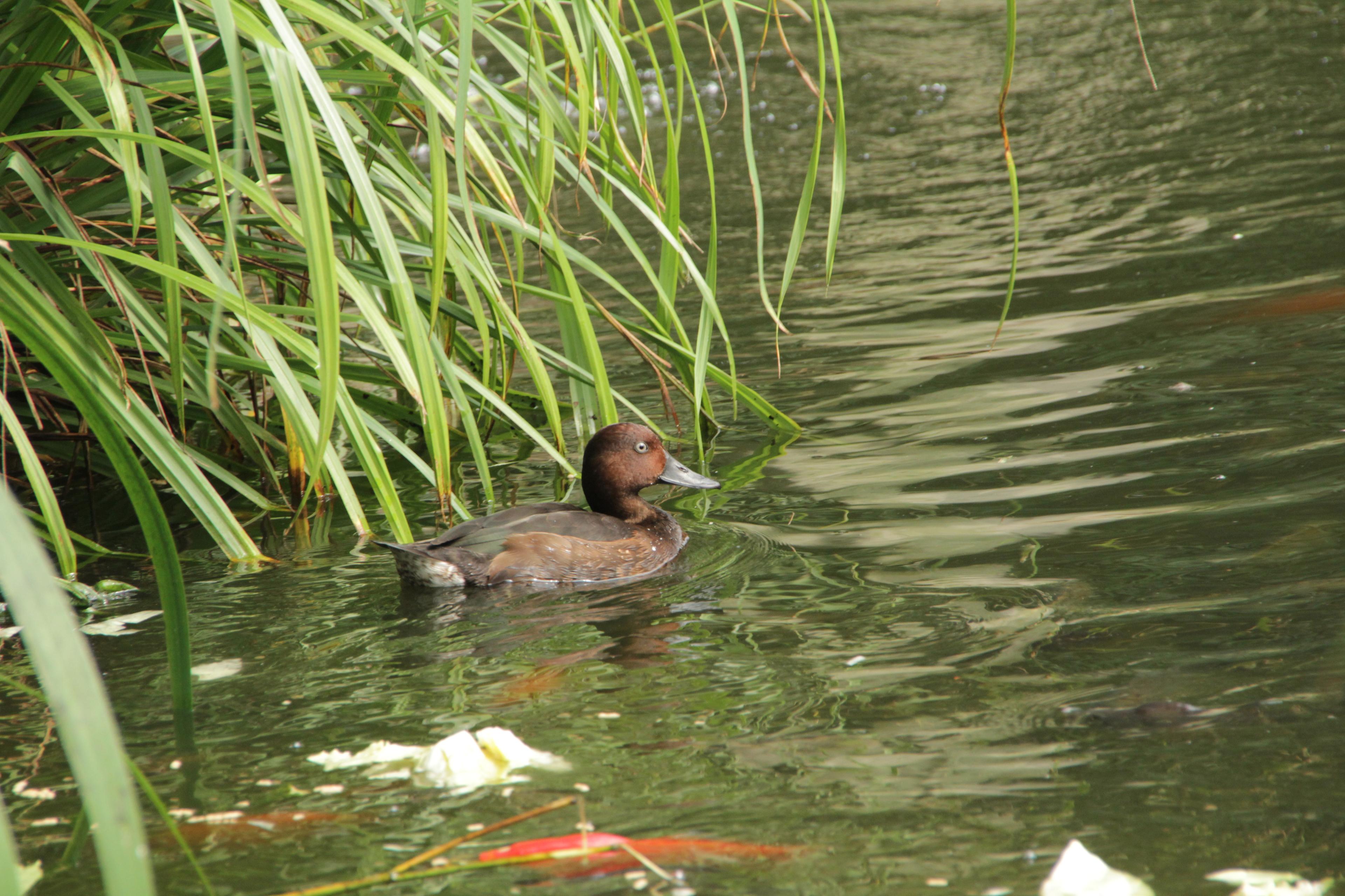Moorente auf dem Wasser in der Afi-Voliere im Zoo Hannover