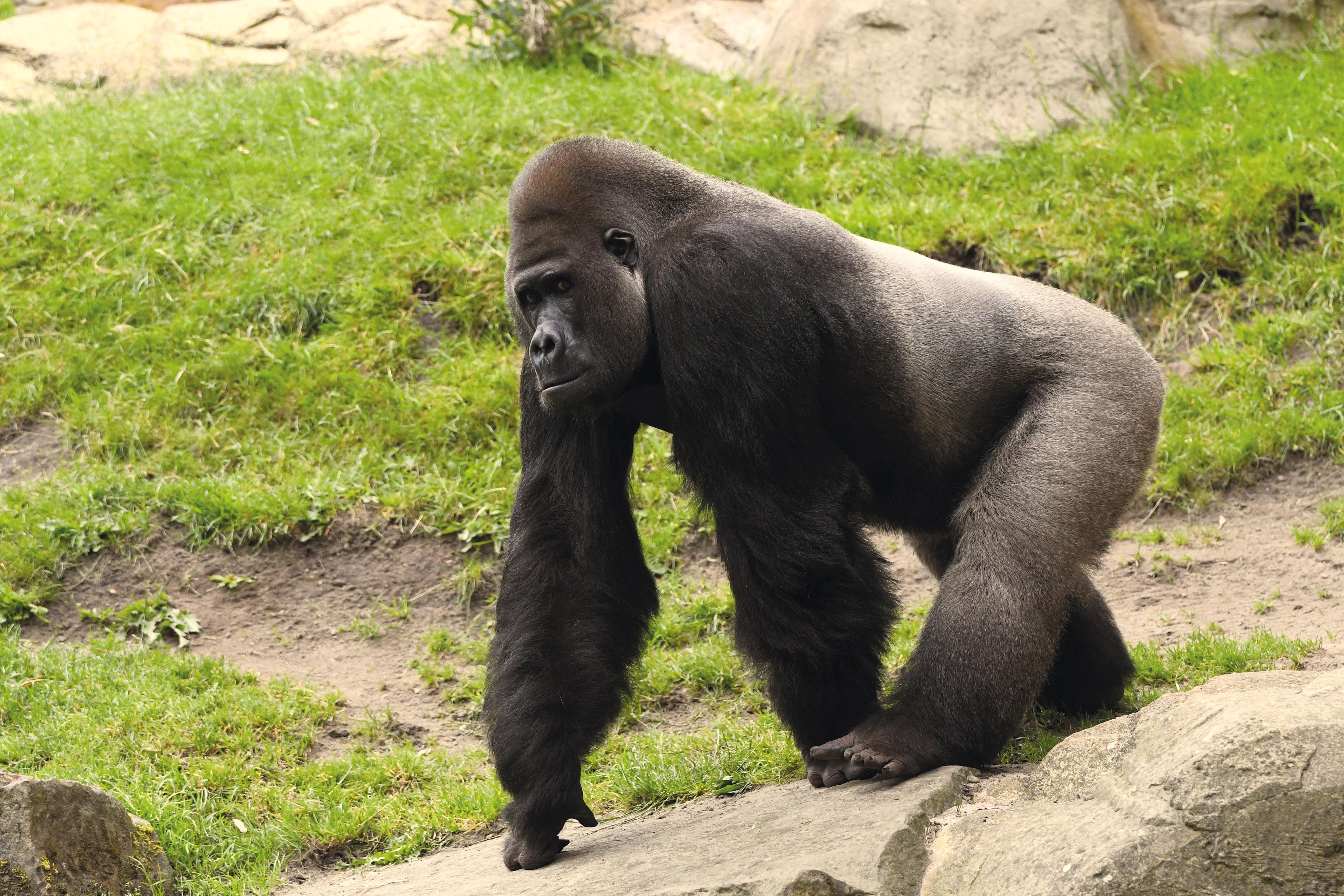Silberrücken (Gorillamännchen) in der Themenwelt Afi Mountain im Zoo Hannover