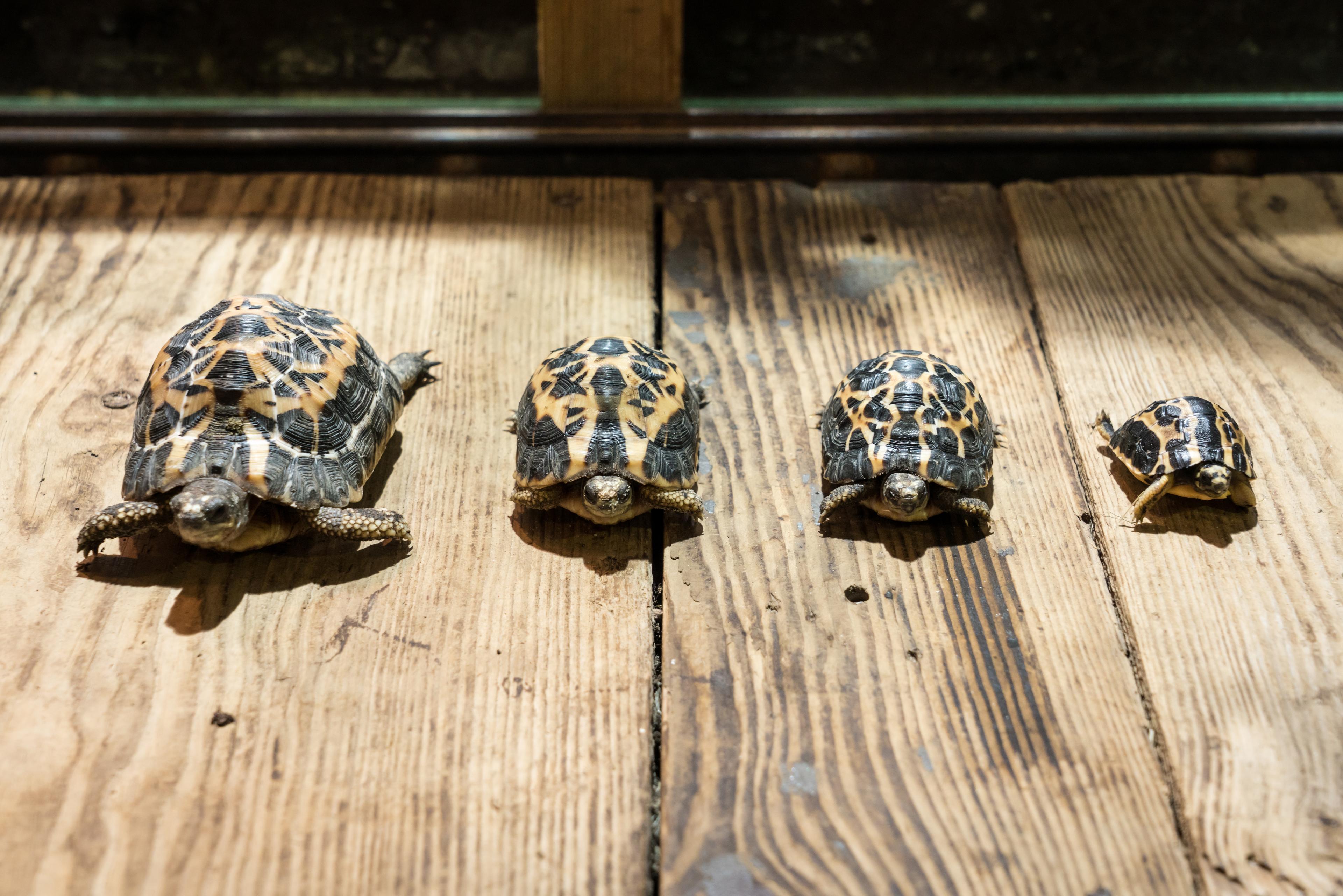 Spinnenschildkröten nach Größe aufgereiht im Zoo Hannover