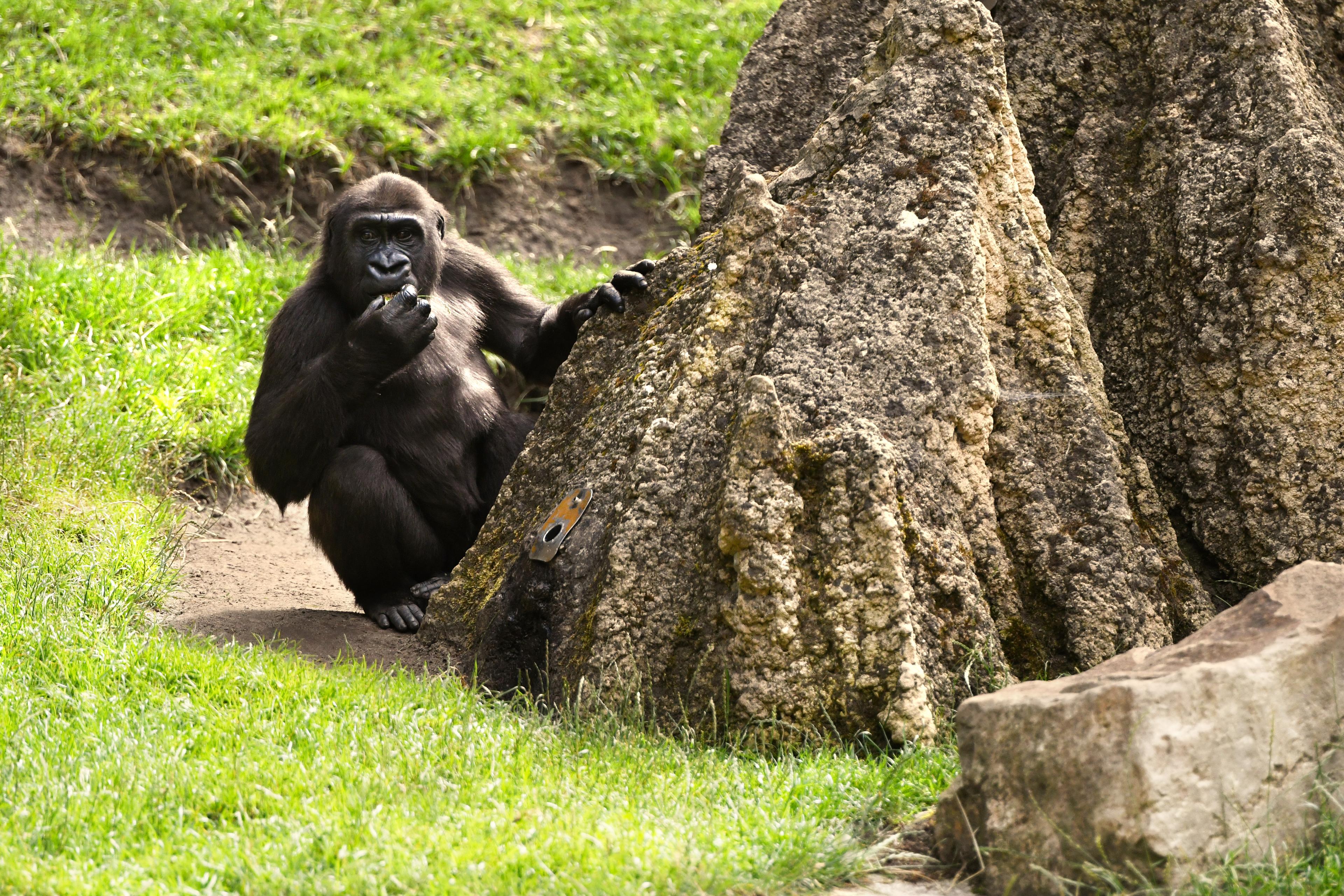 Gorilla am Termitenhügel