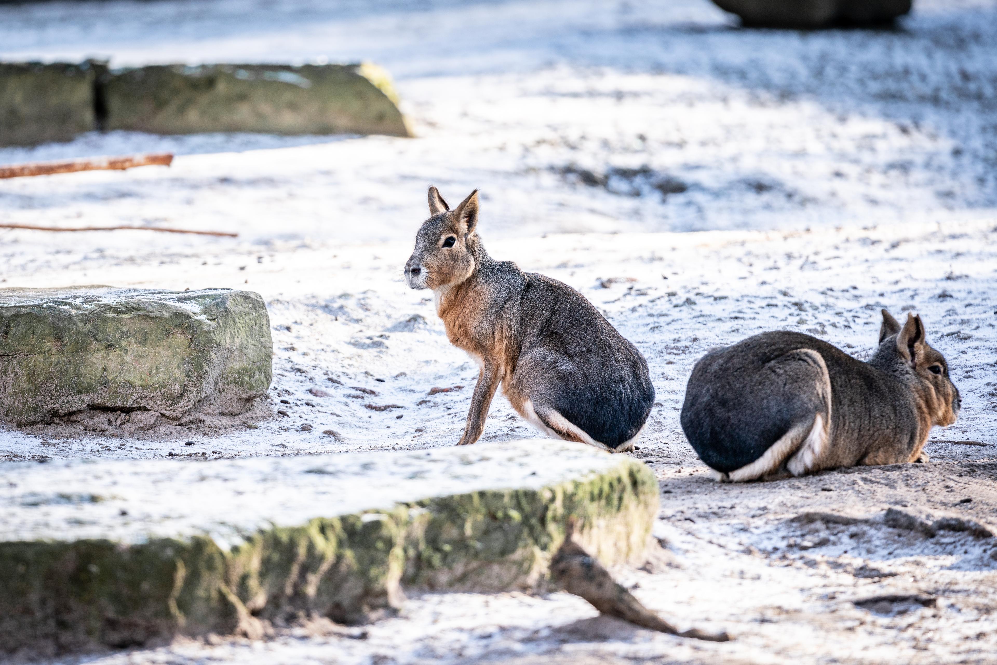 Zwei Maras im Schnee Zoo Hannover