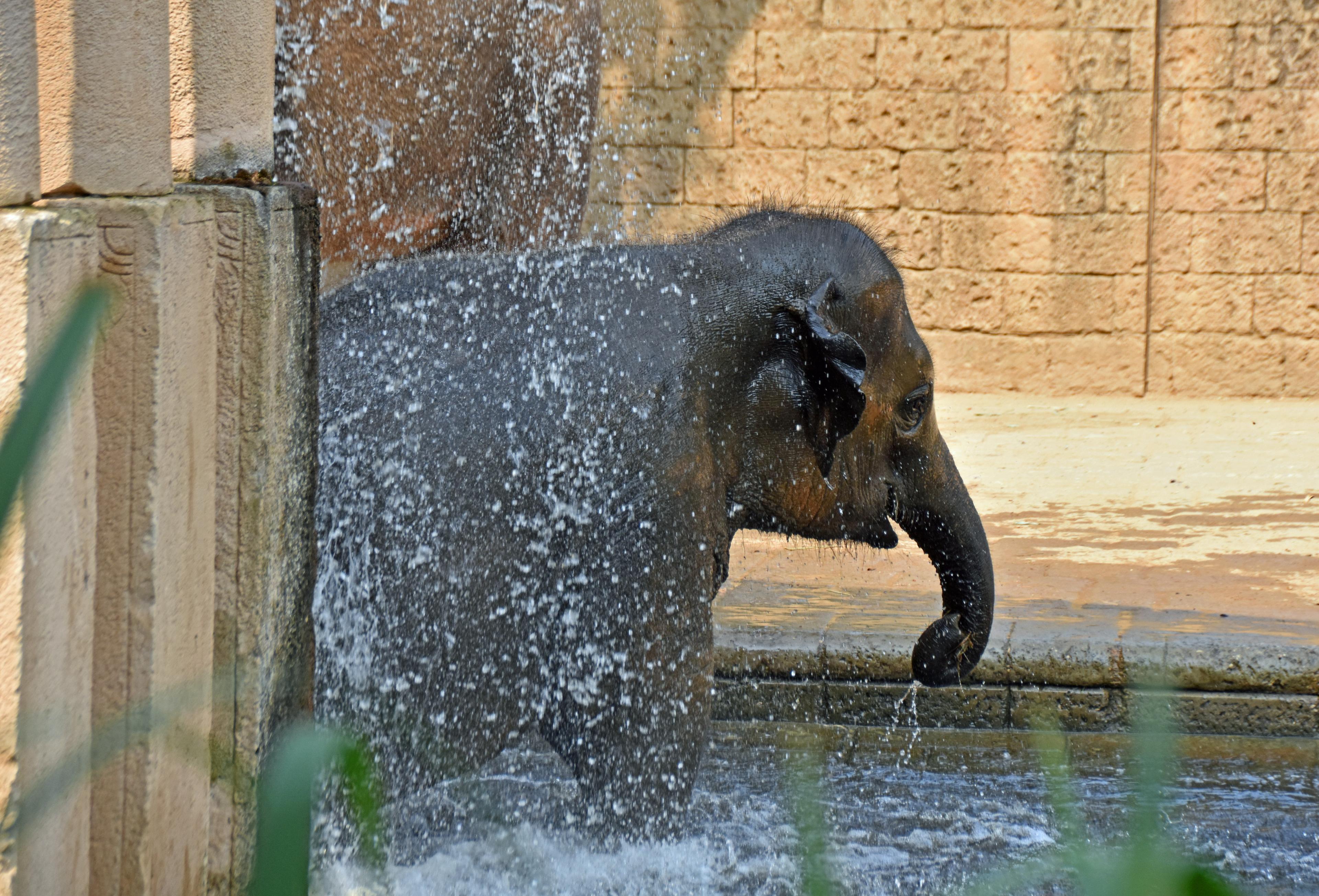 Elefanten baden in ihrem Elefantenbecken