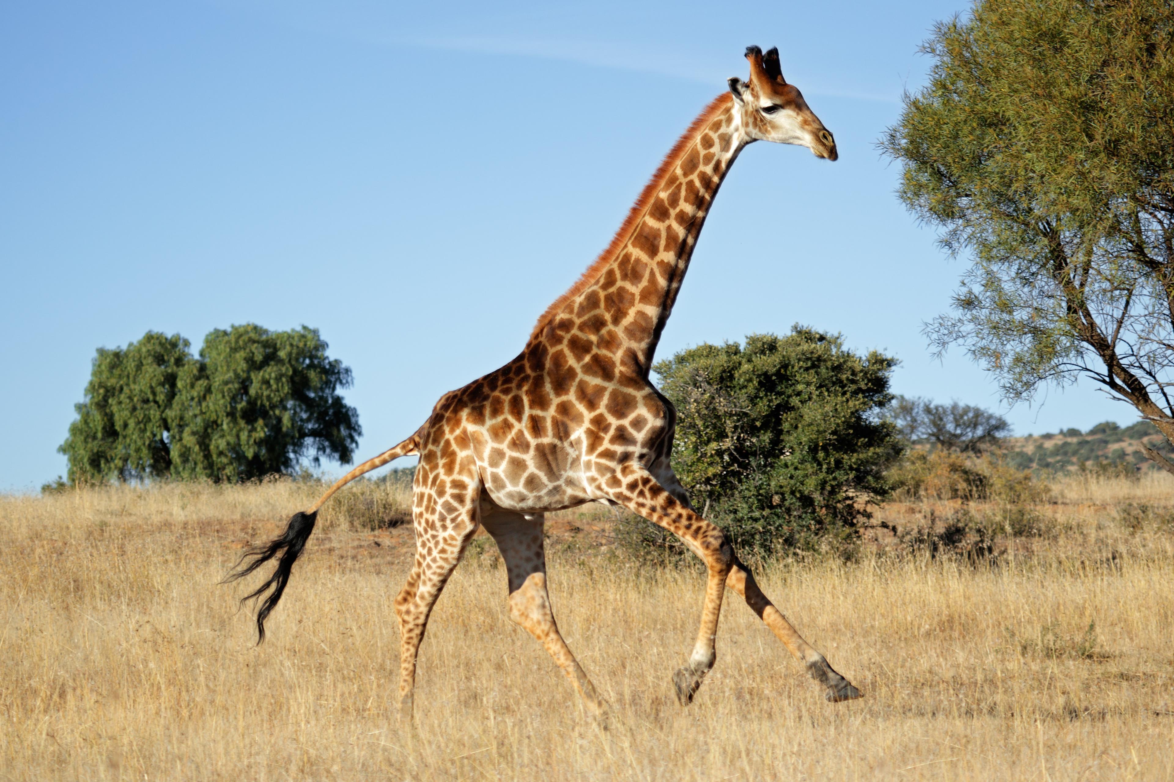 Giraffe im Lebensraum