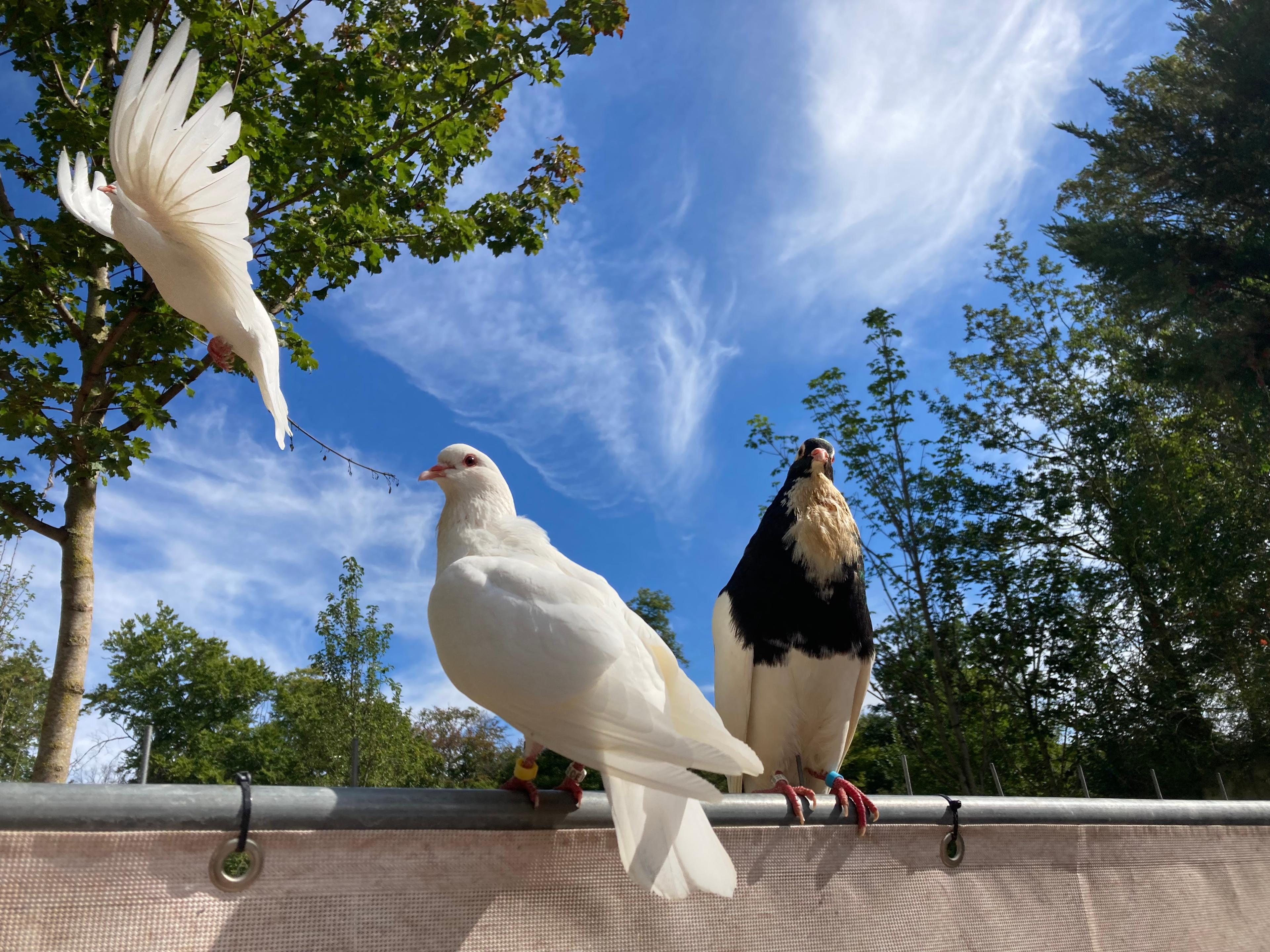 Zwei Tauben sonnen sich und eine weiße Taube fliegt im Zoologicum herum
