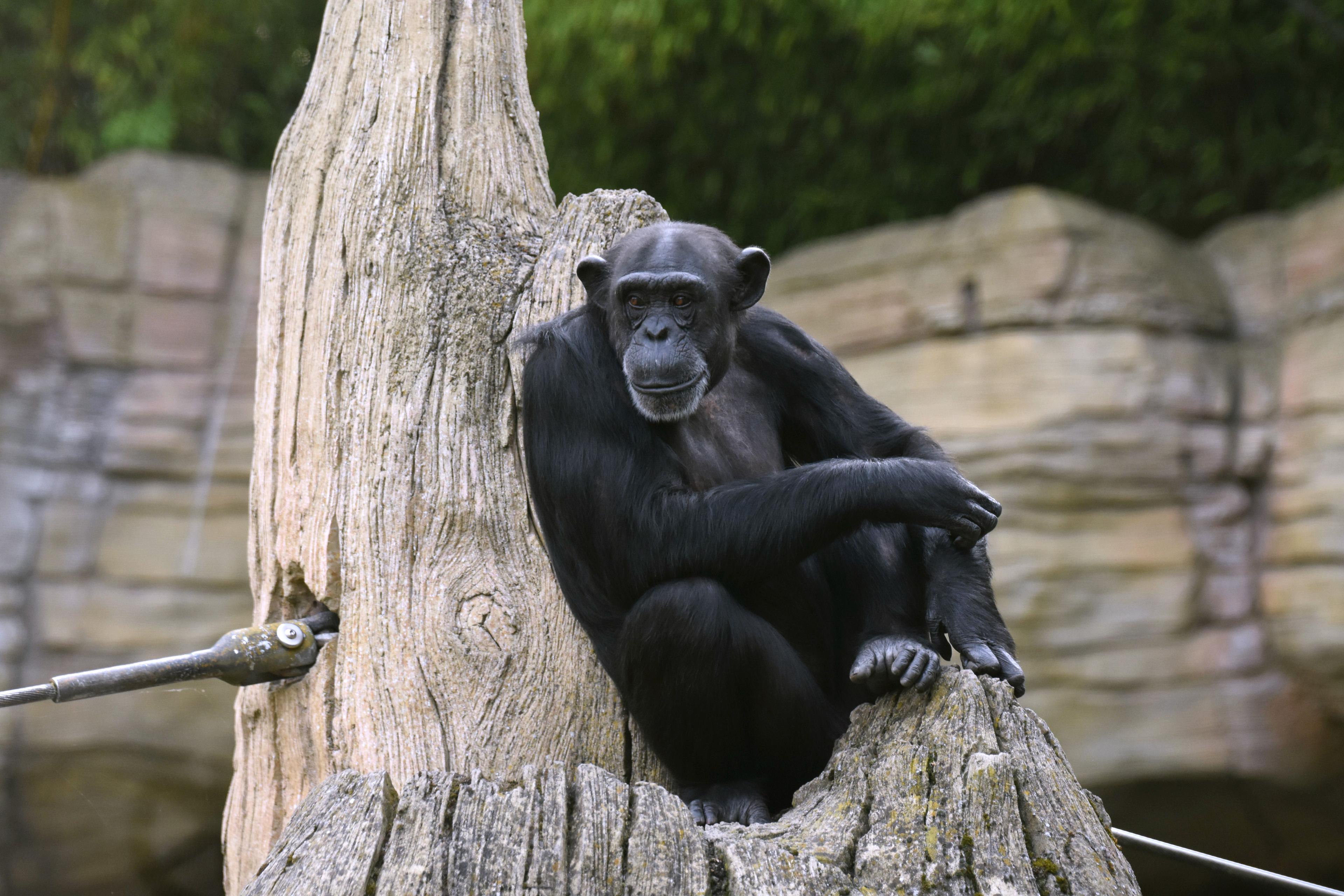 Schimpanse sitzt auf Baumstamm