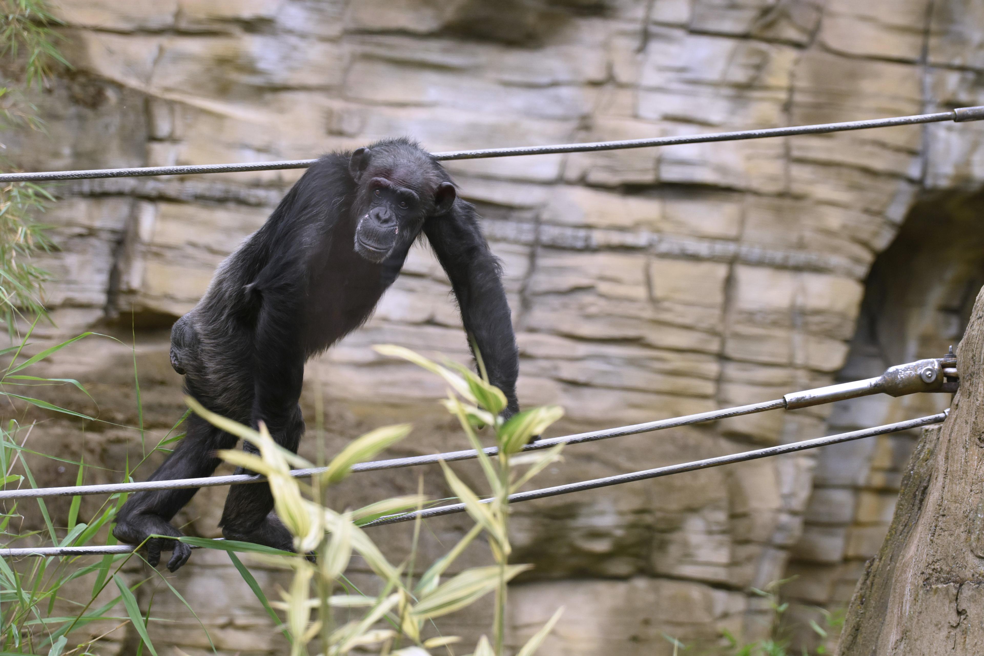 Schimpanse am klettern in seiner Anlage in Afi Mountain im Zoo Hannover