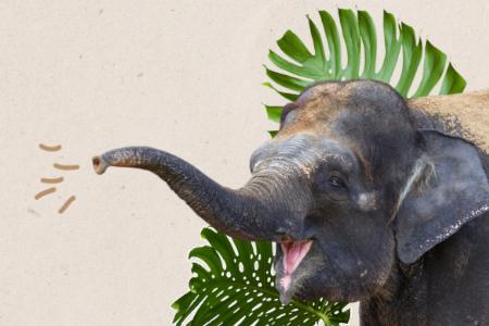 Illustration: Elefantet mit gehobenem Rüssel